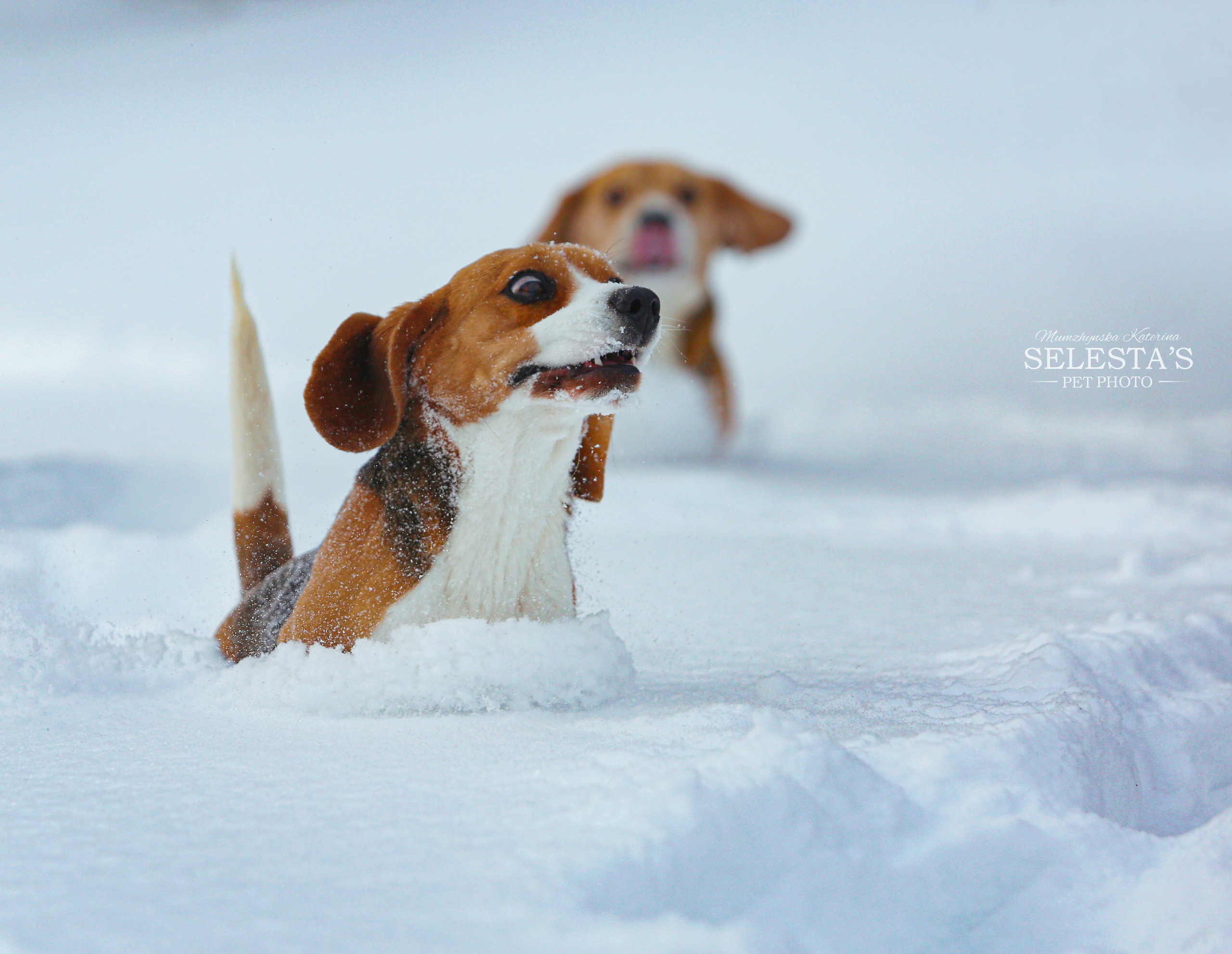 Wella. Питомник биглей Selesta’s Dreams