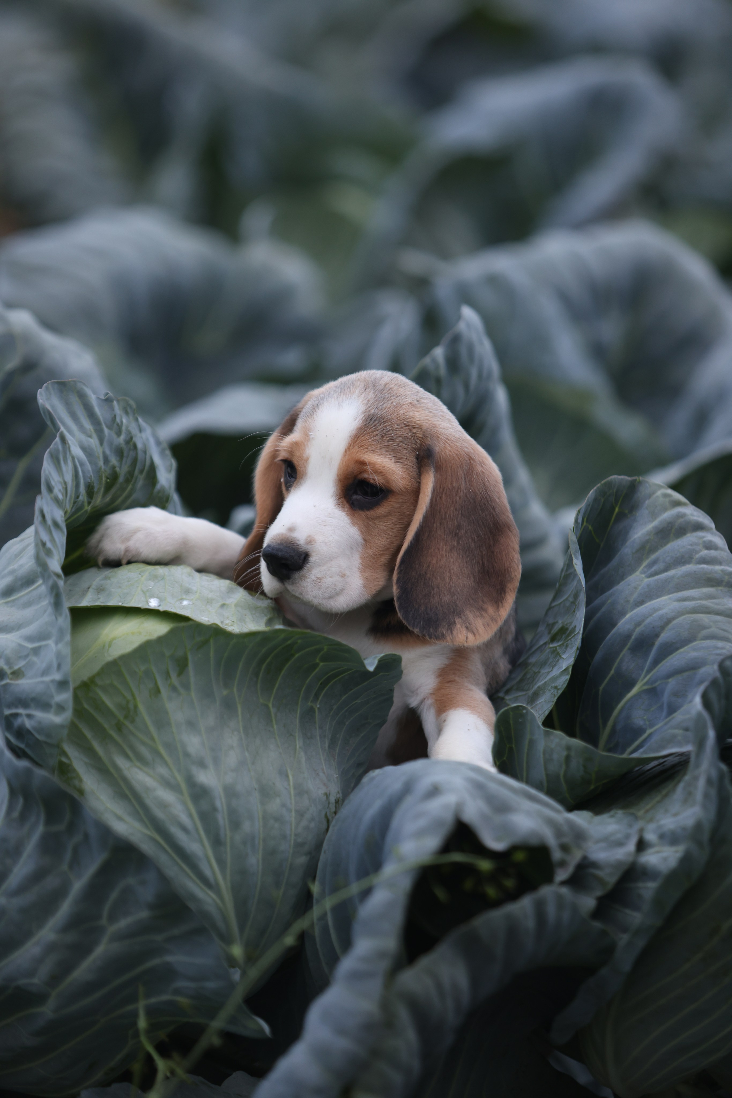 Приплод U. Розплідник біглей в Україні