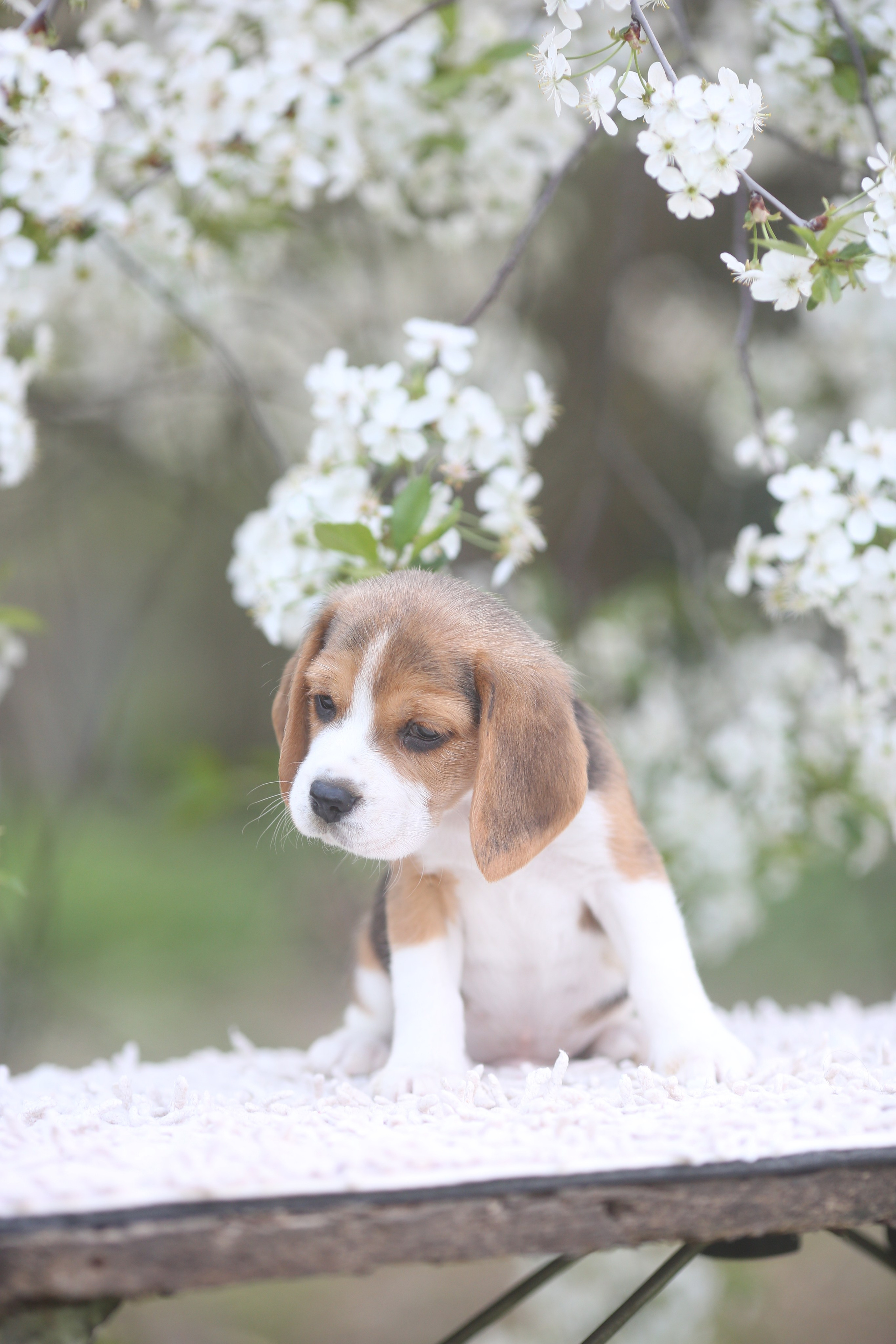 Litter T. Розплідник біглей в Україні