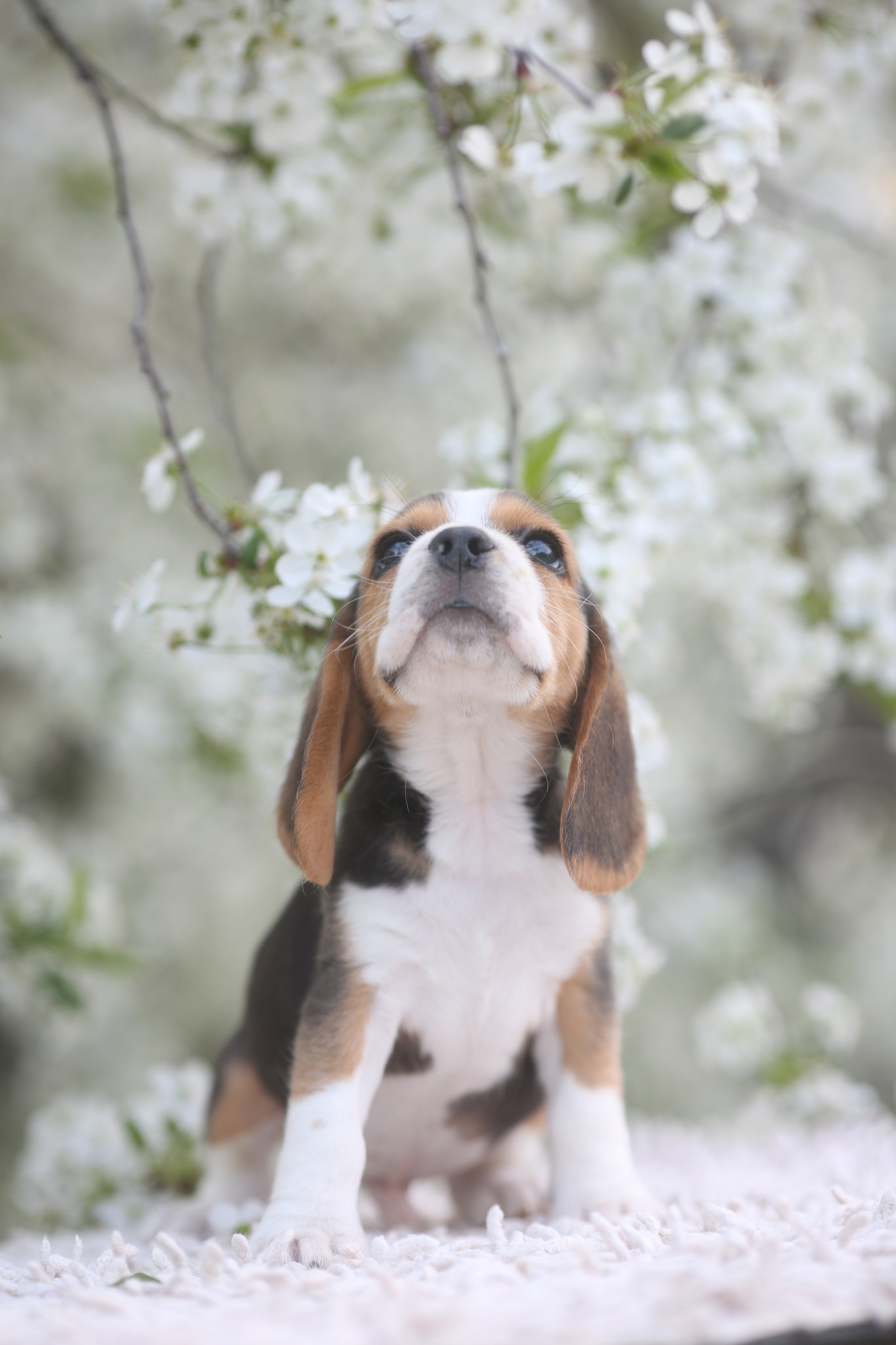 Litter T. Розплідник біглей в Україні