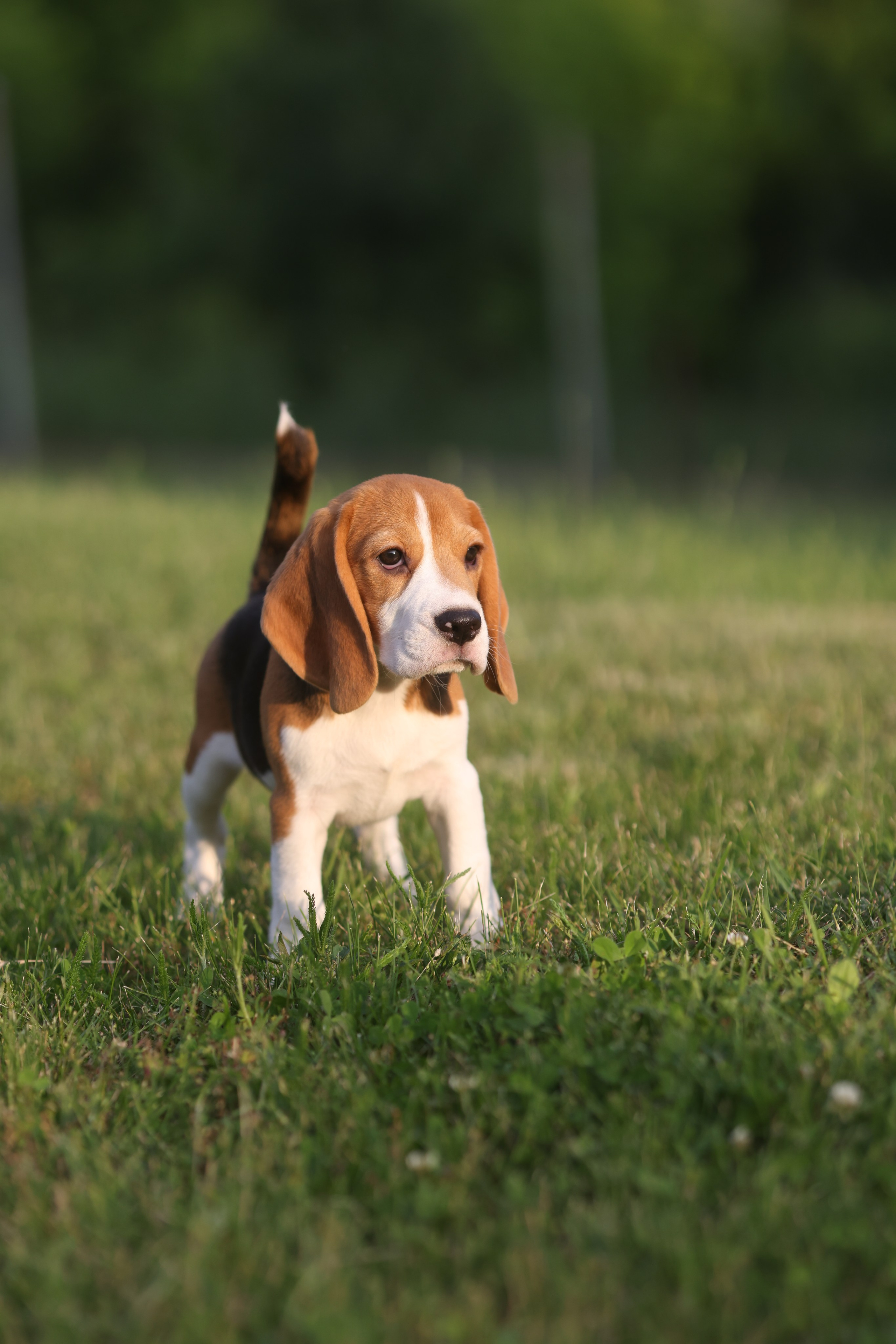 Litter T. Розплідник біглей в Україні