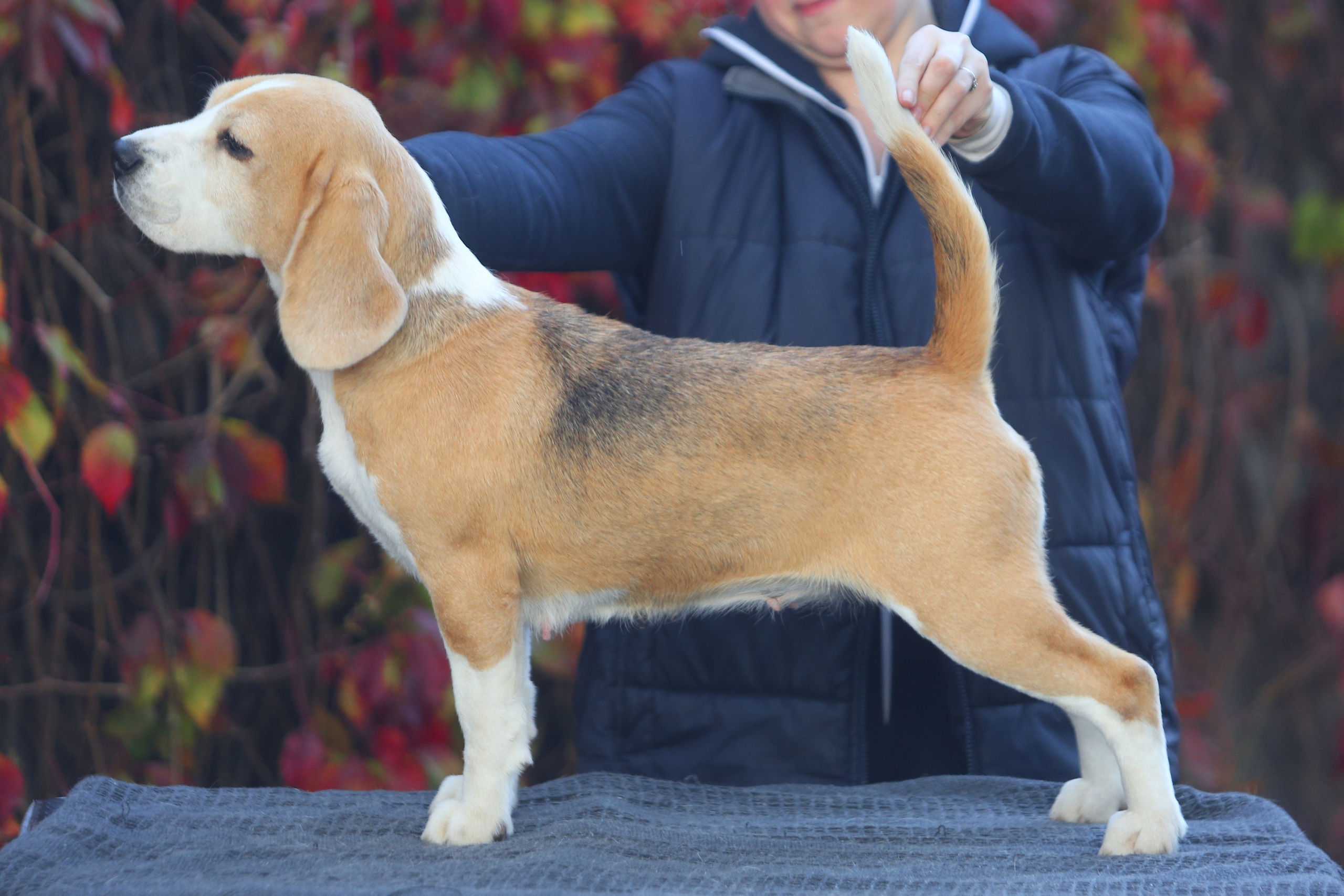 Леста. Розплідник біглей в Україні