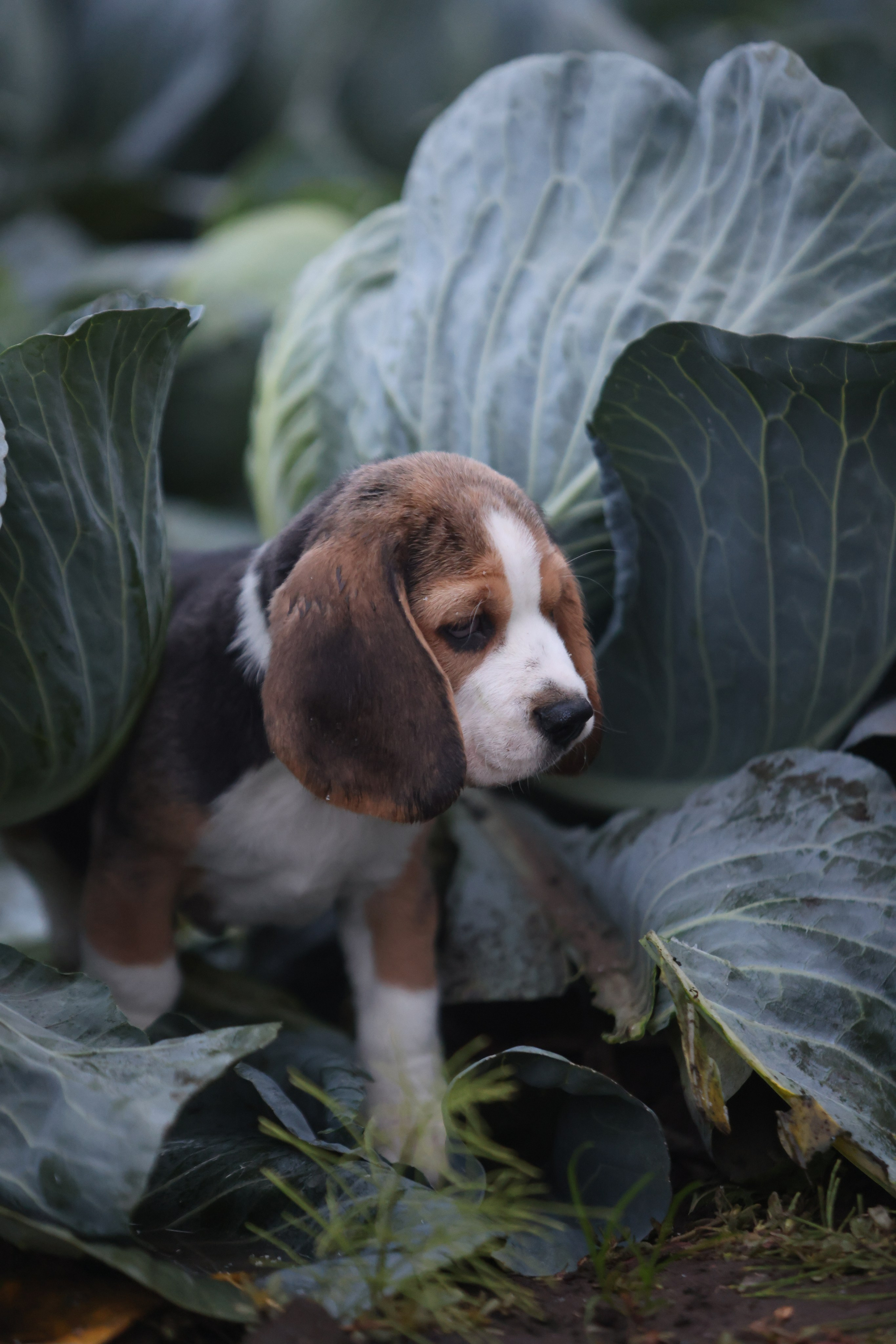 Приплод U. Розплідник біглей в Україні