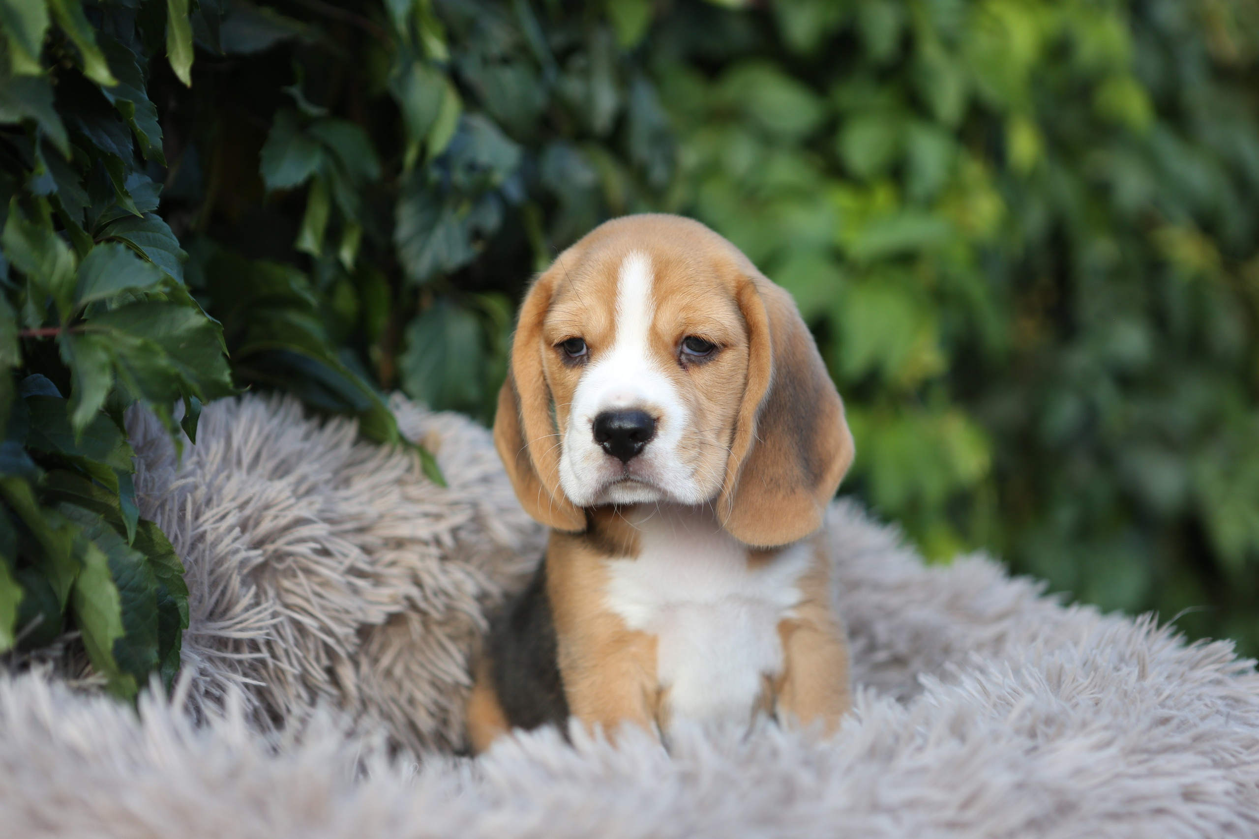 Кофе. Питомник биглей Selesta’s Dreams