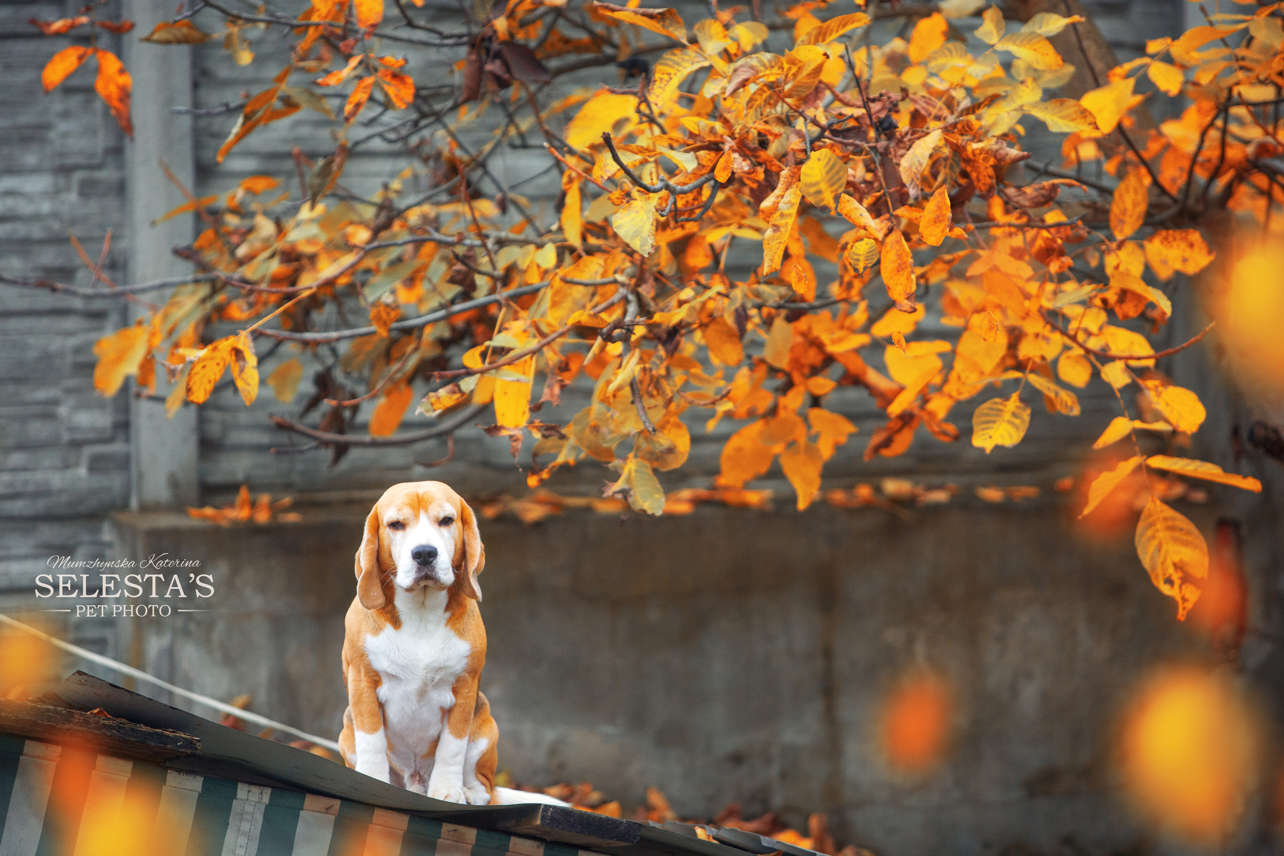 Ерик. Розплідник біглей в Україні