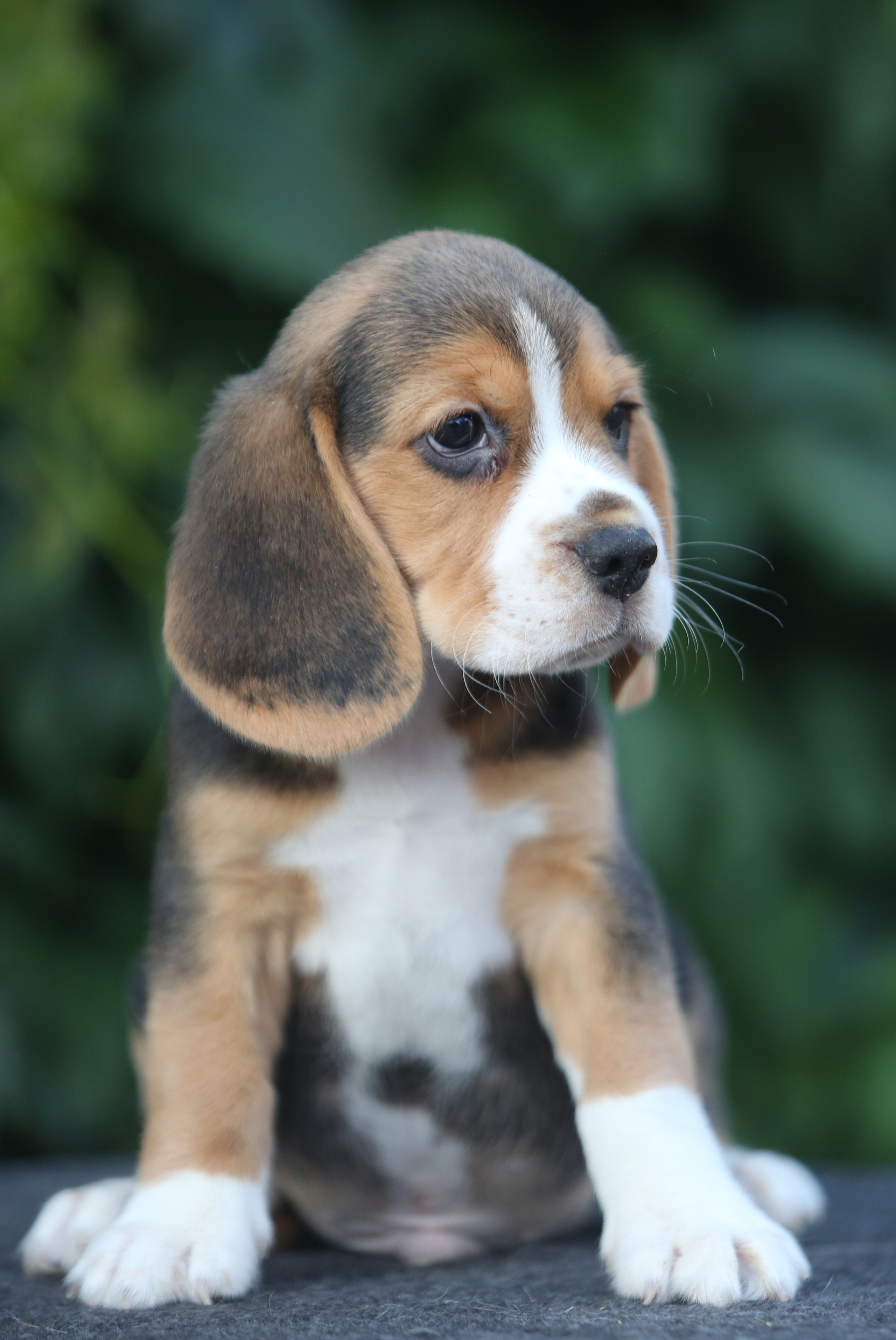 Латте и Принц. Питомник биглей Selesta’s Dreams