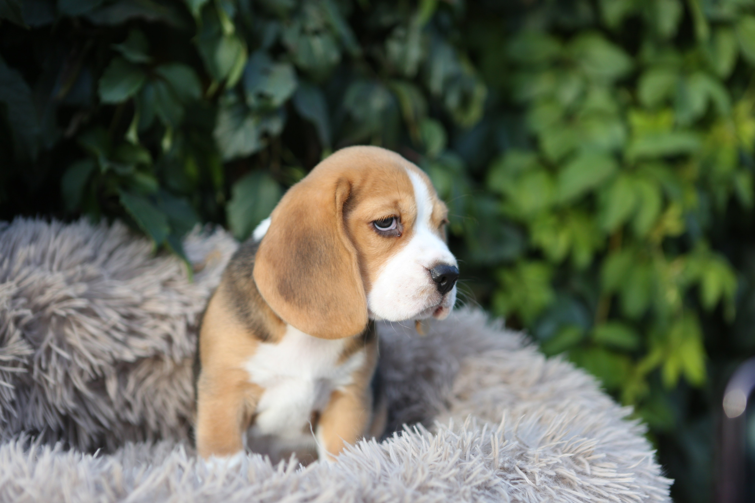 Кофе. Питомник биглей Selesta’s Dreams