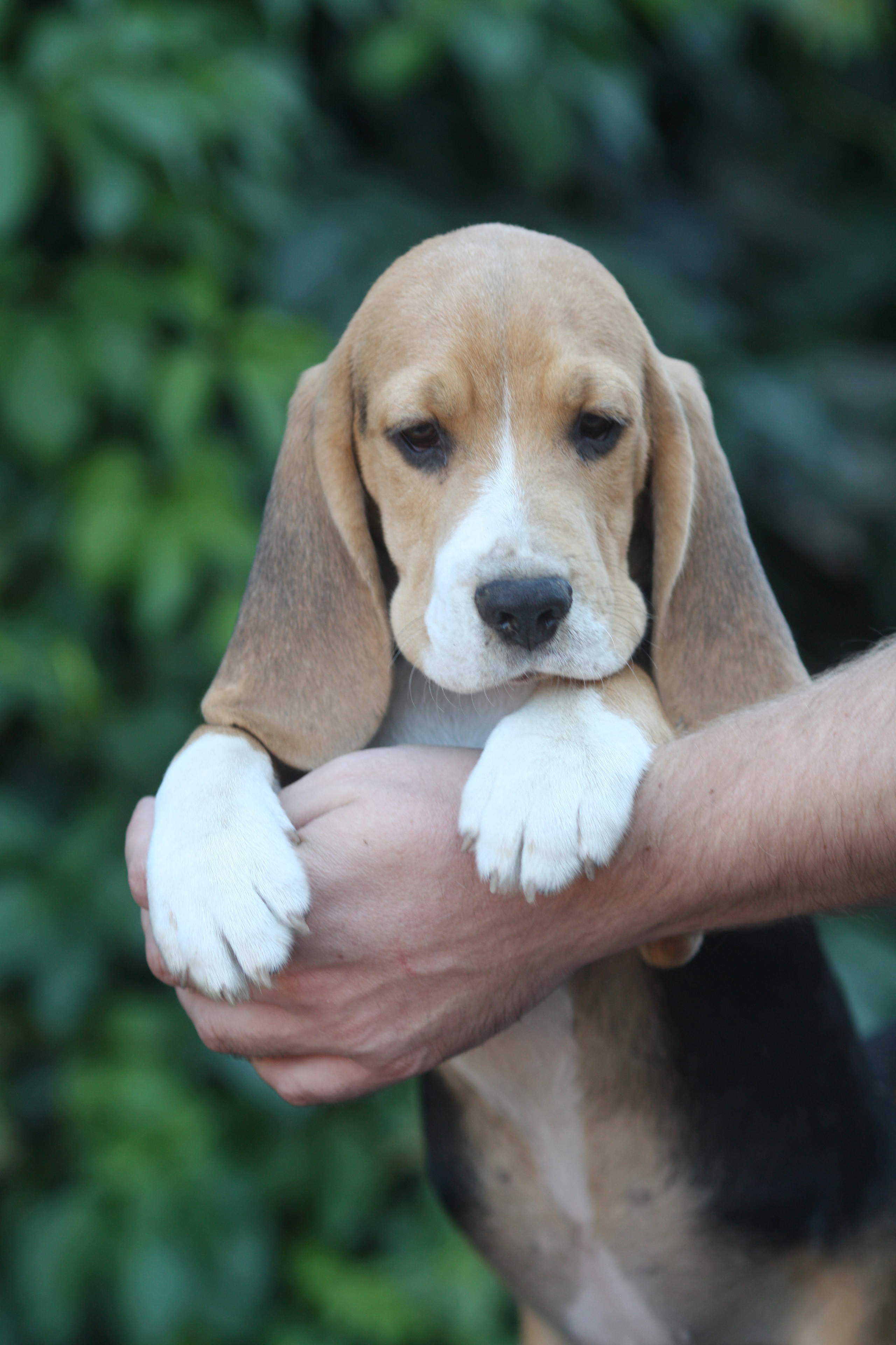 Латте и Принц. Питомник биглей Selesta’s Dreams