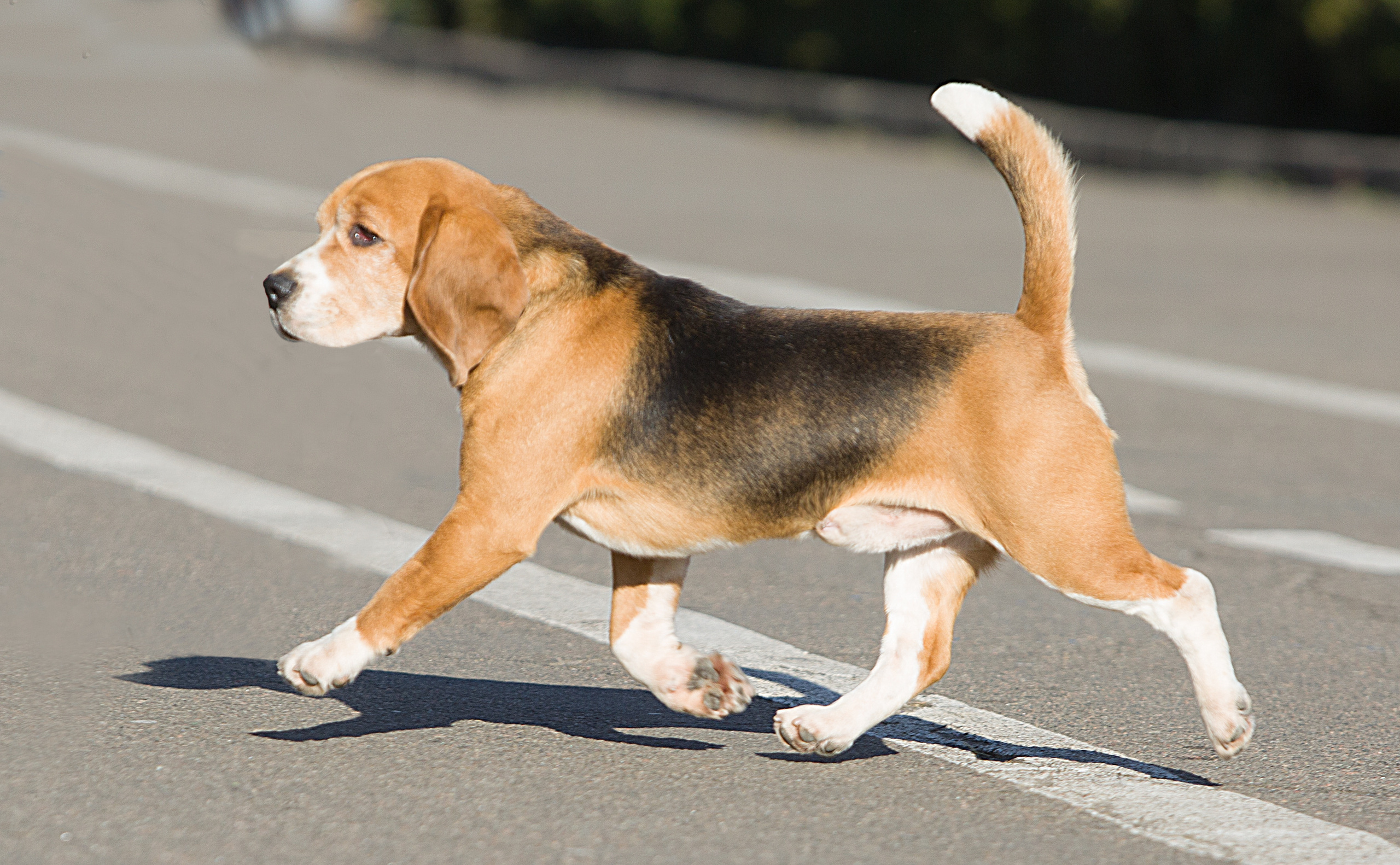 Prince. Питомник биглей Selesta’s Dreams