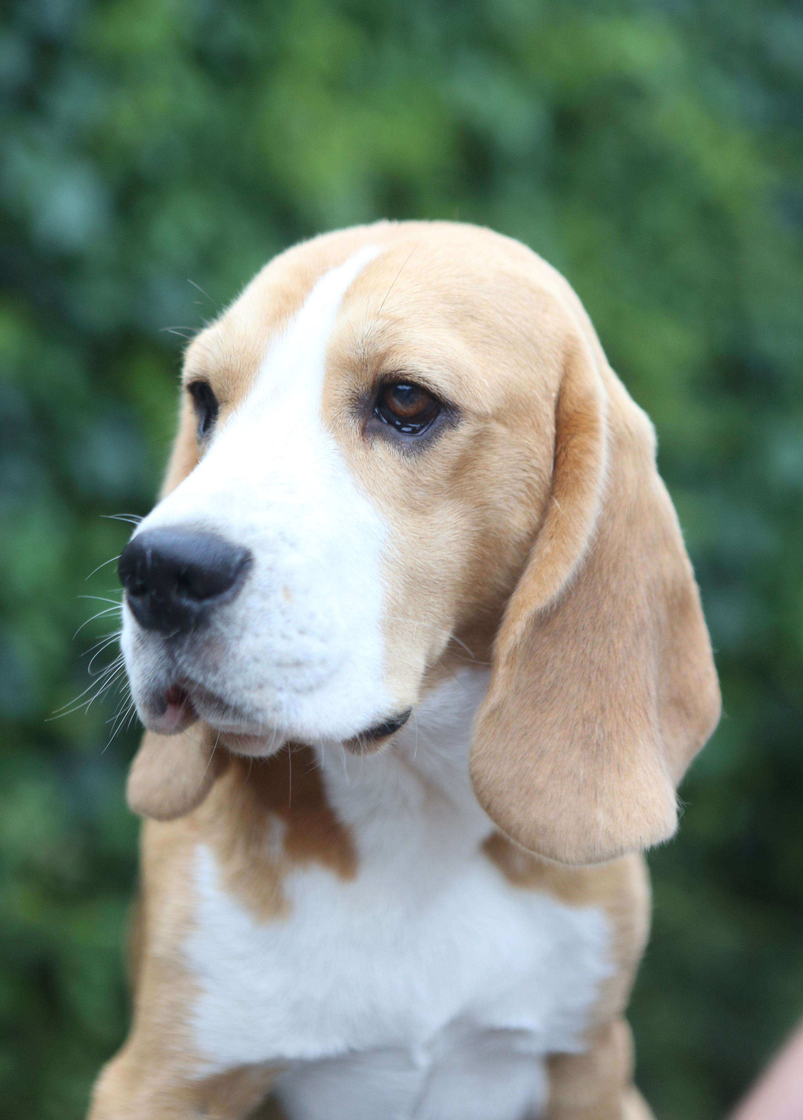 Selesa's Dreams Guardian. Розплідник біглей в Україні