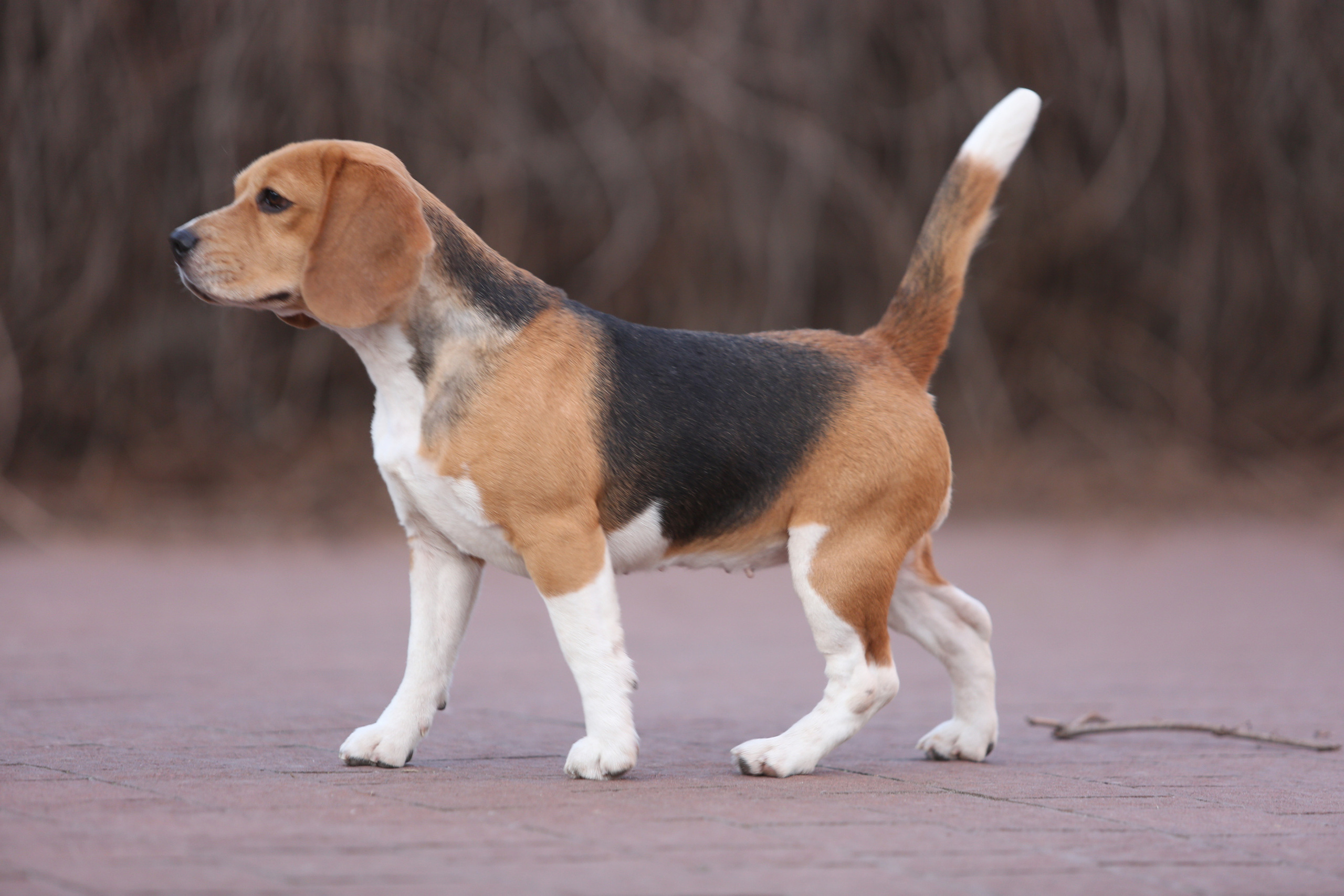 Персик. Розплідник біглей в Україні
