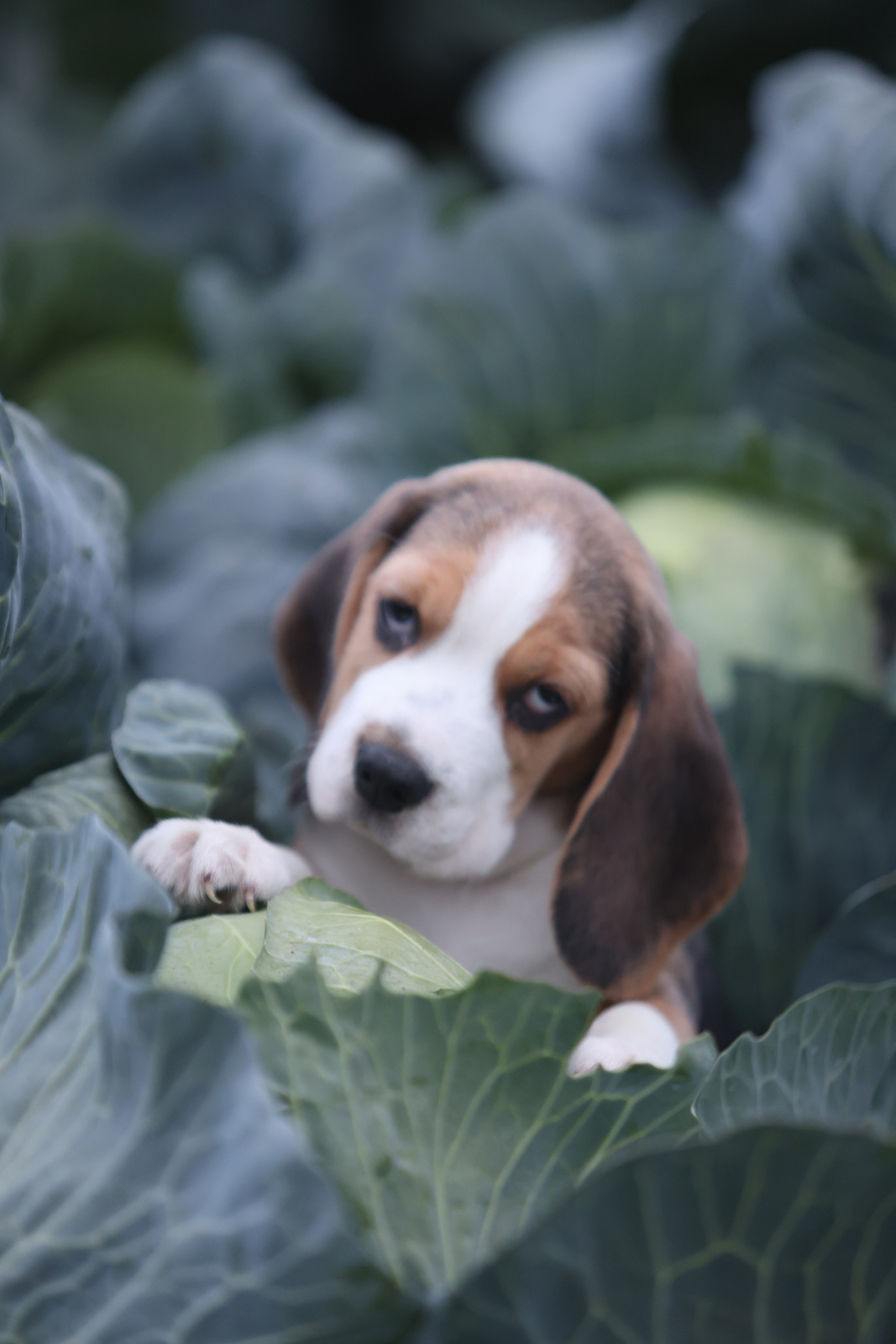 Приплод U. Розплідник біглей в Україні
