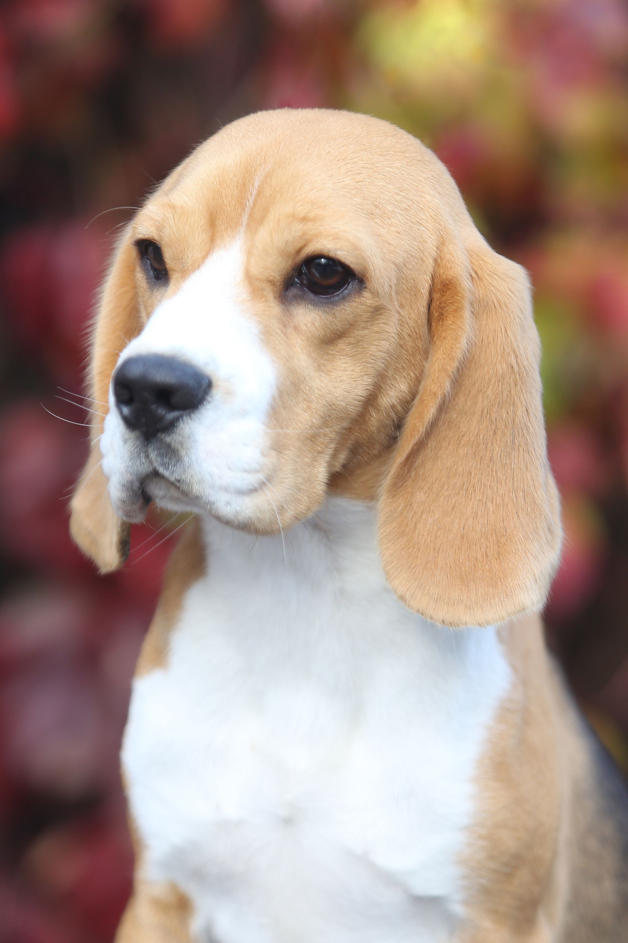 Belle. Питомник биглей Selesta’s Dreams