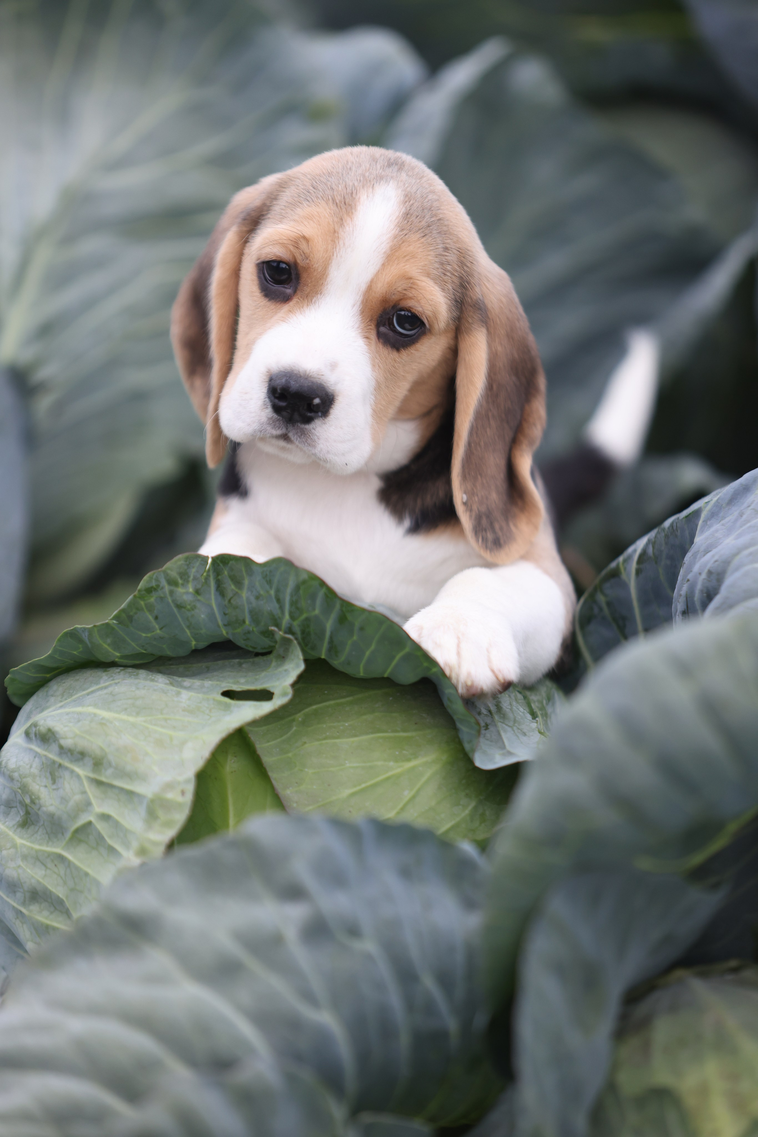 Приплод U. Розплідник біглей в Україні