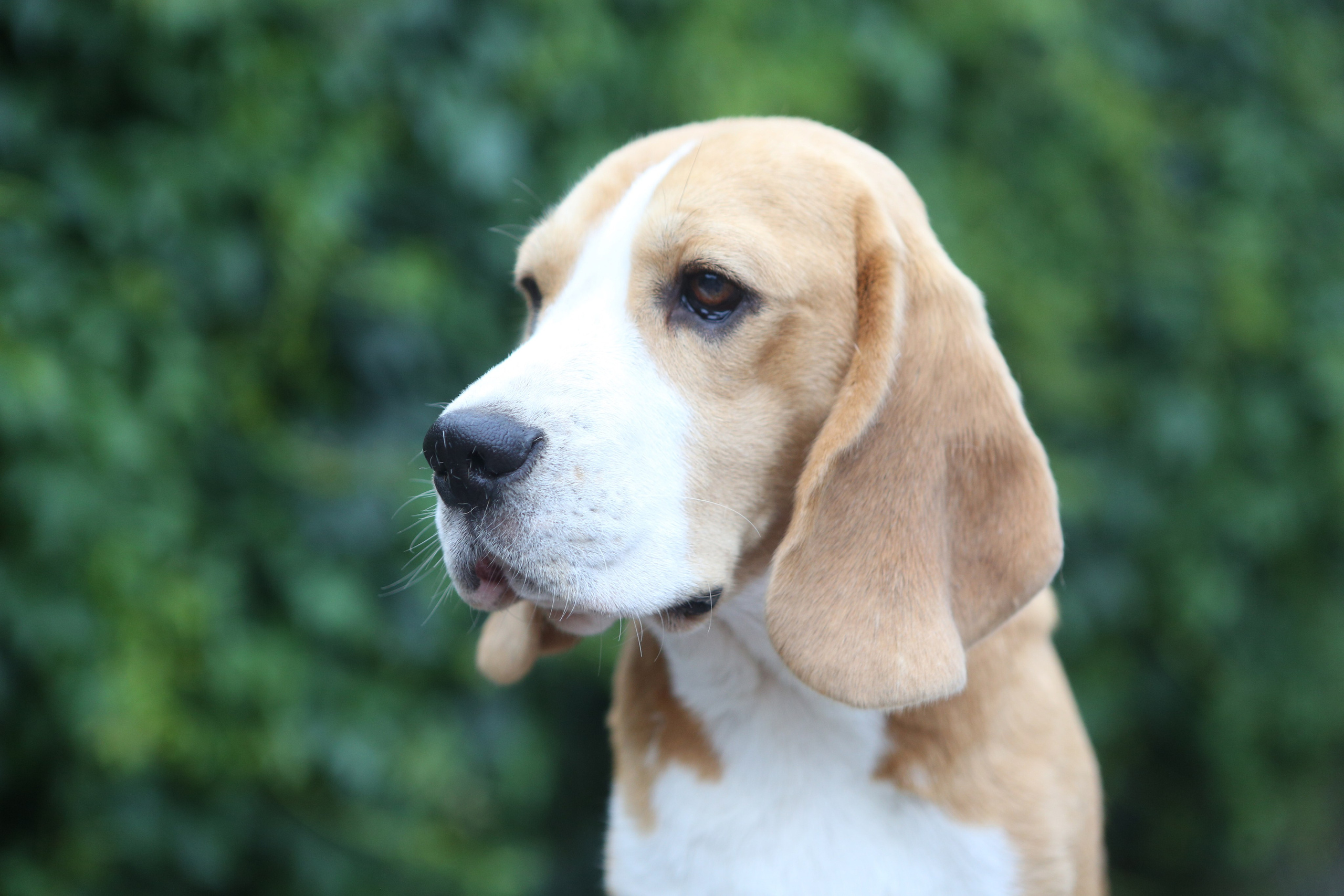 Selesa's Dreams Guardian. Розплідник біглей в Україні