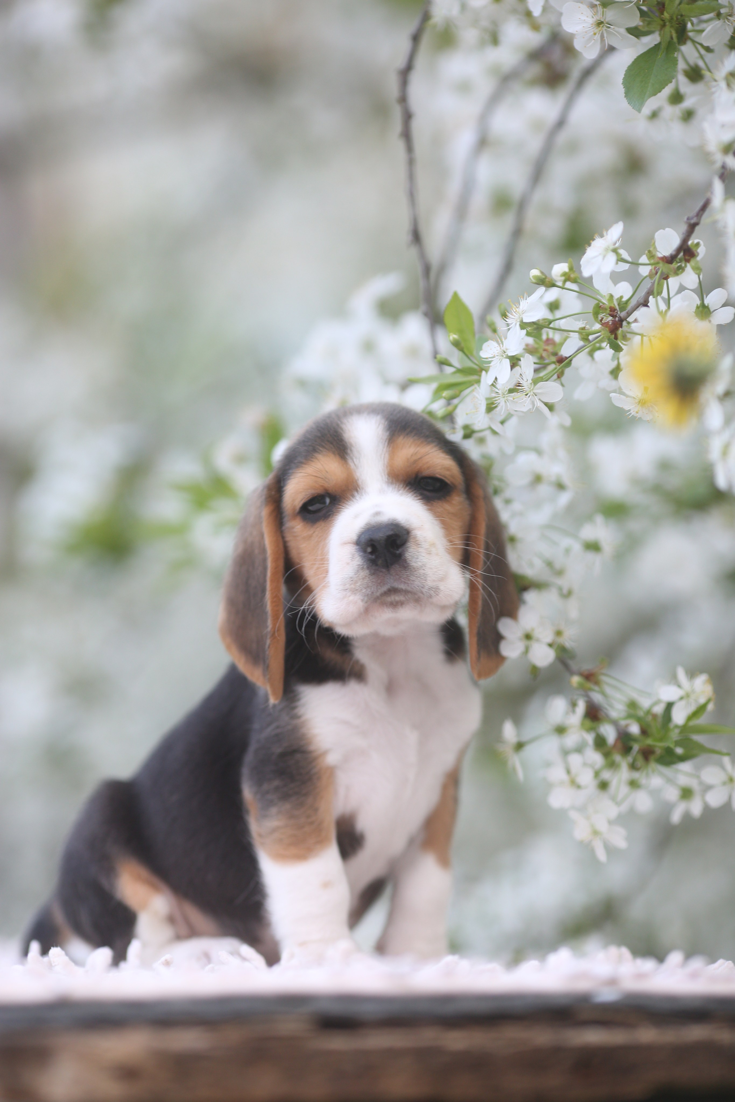 Litter T. Розплідник біглей в Україні