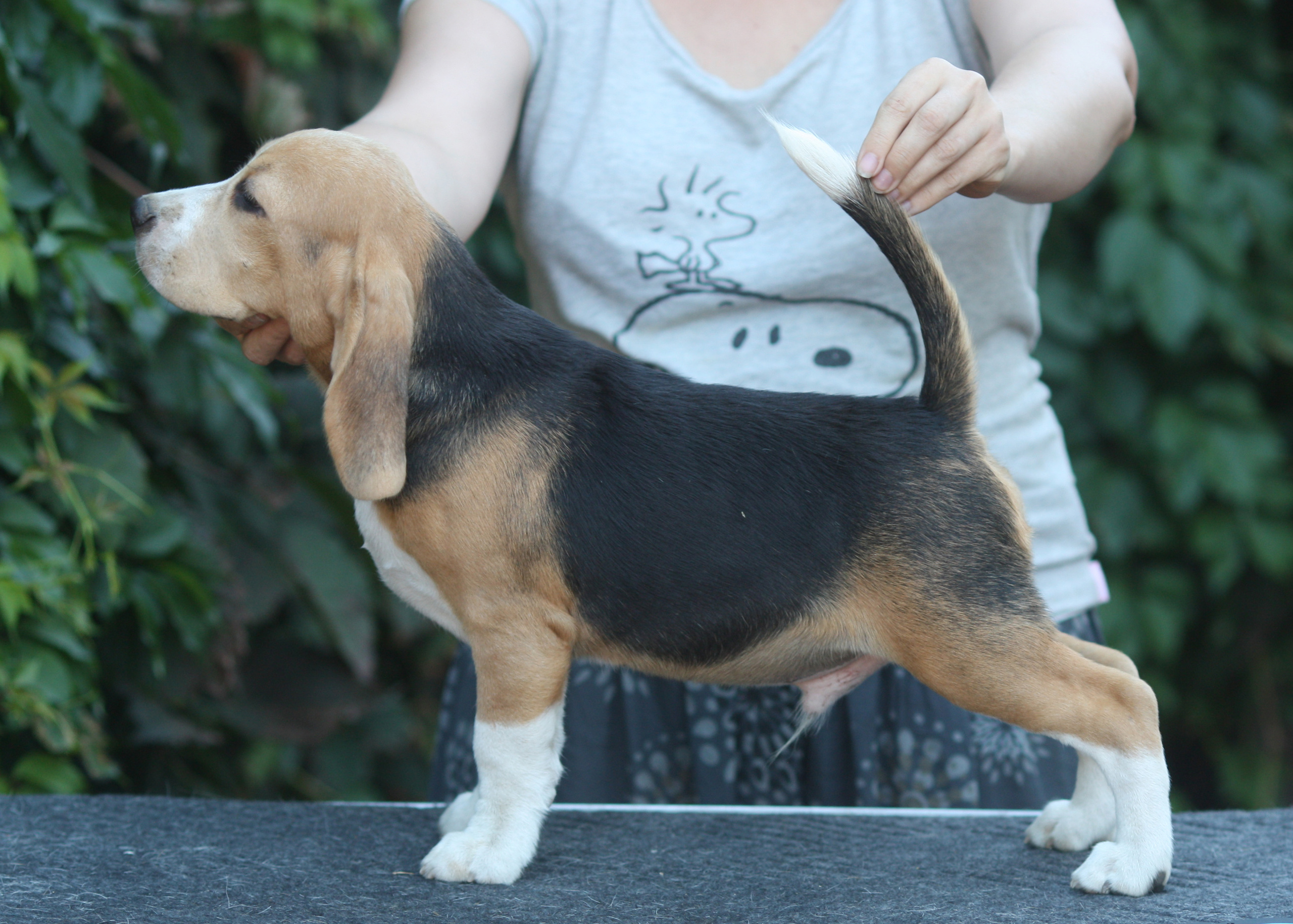 Латте и Принц. Питомник биглей Selesta’s Dreams