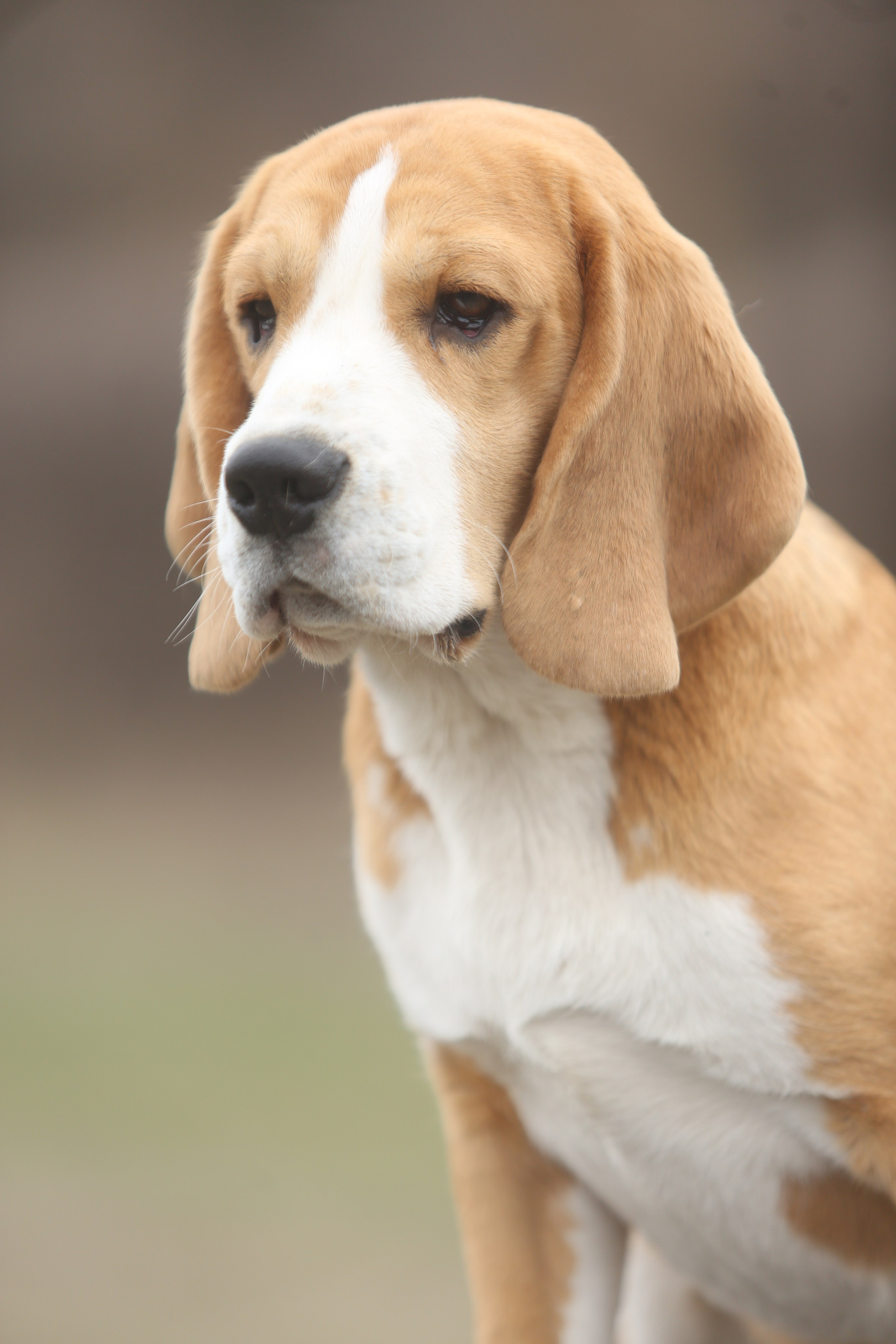 Selesa's Dreams Guardian. Розплідник біглей в Україні