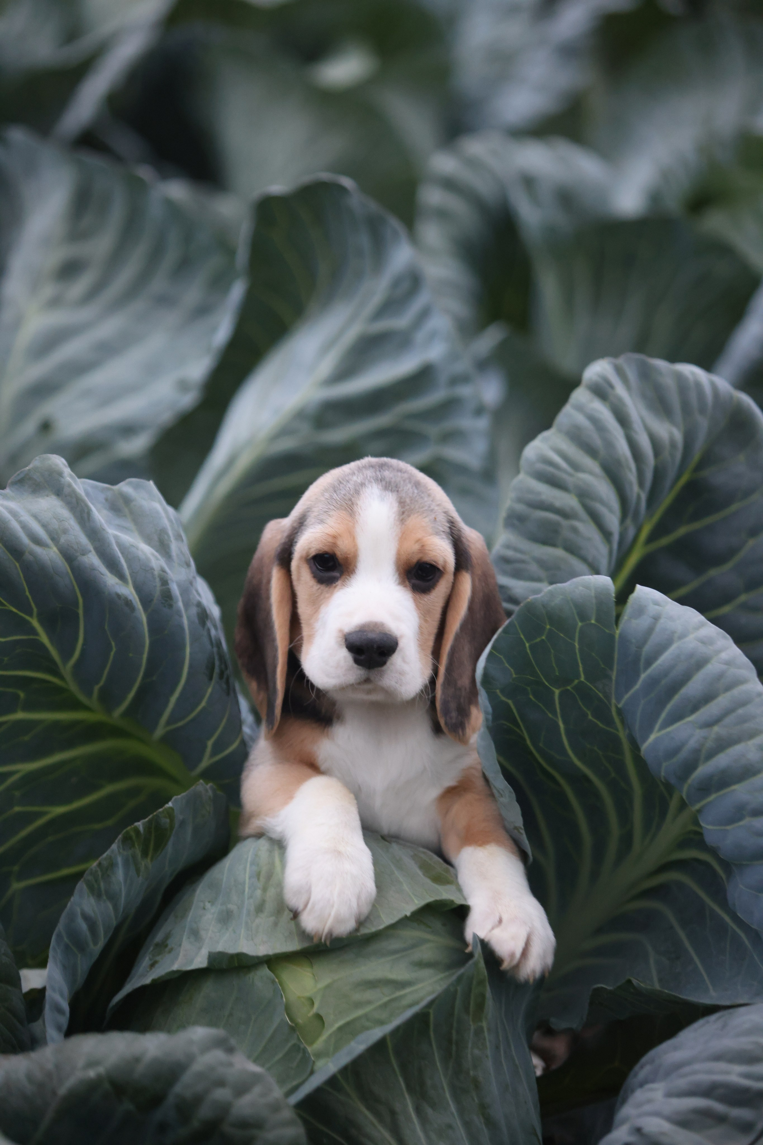 Приплод U. Розплідник біглей в Україні