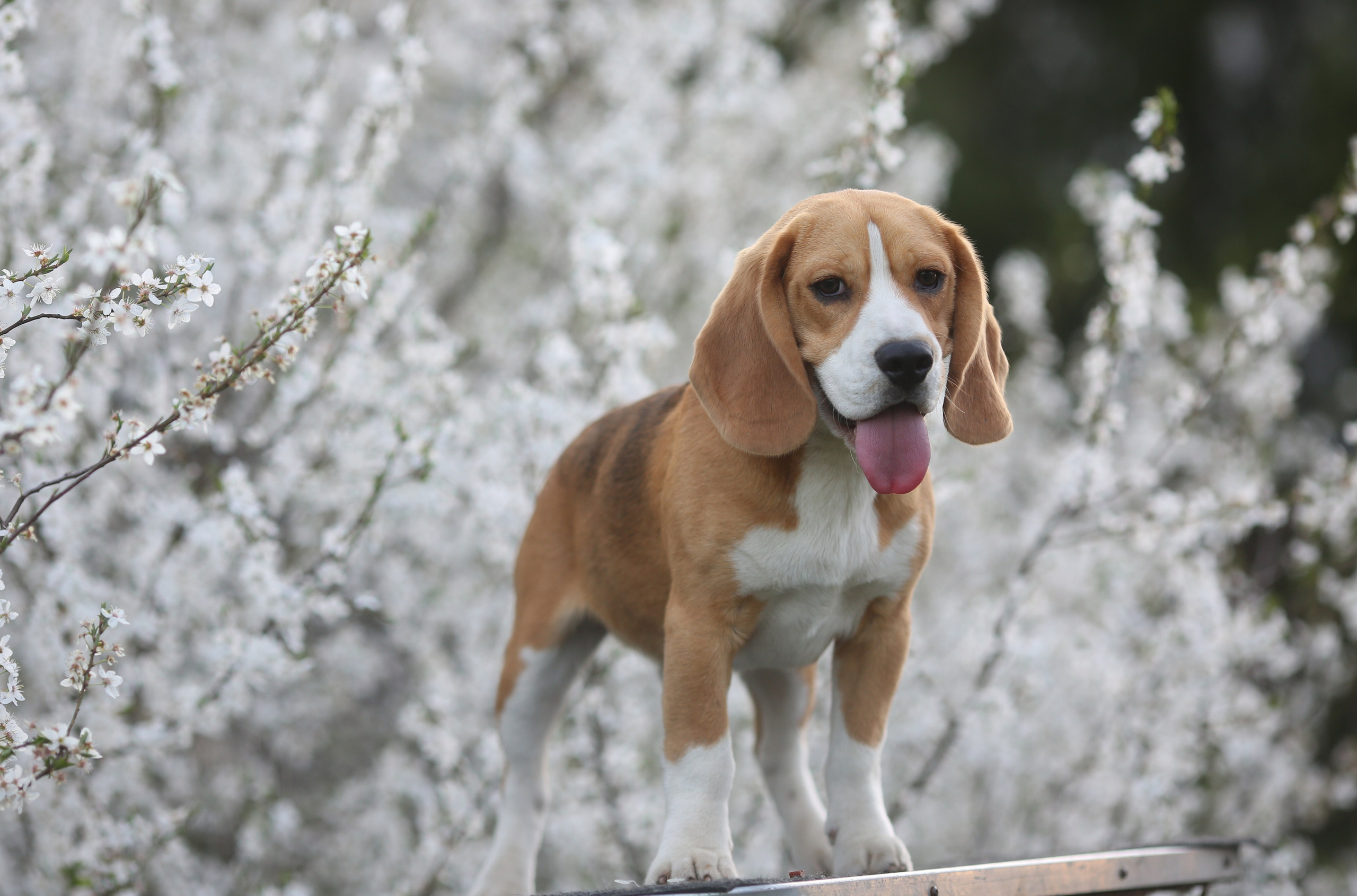 Кофе. Питомник биглей Selesta’s Dreams
