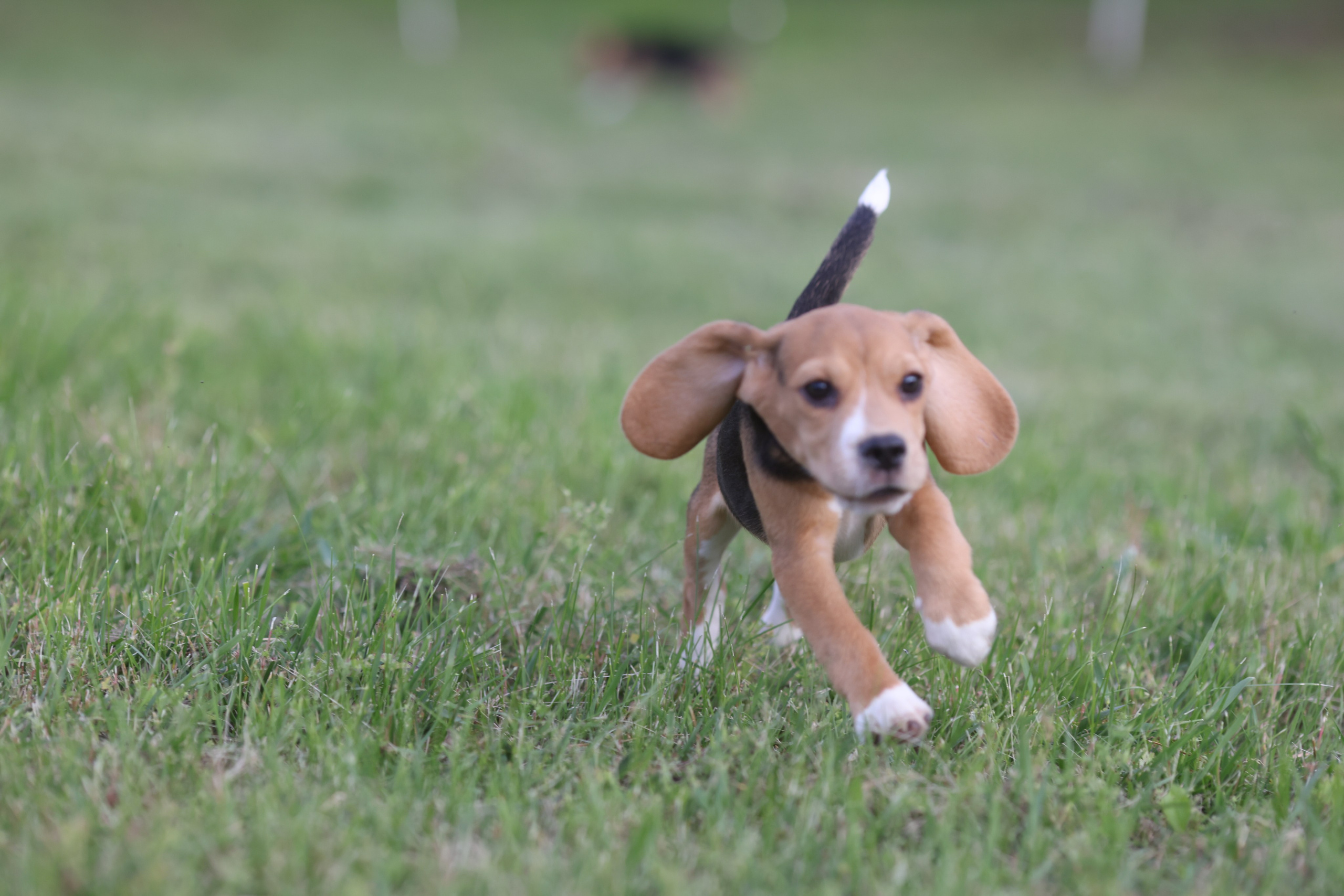 Litter T. Розплідник біглей в Україні
