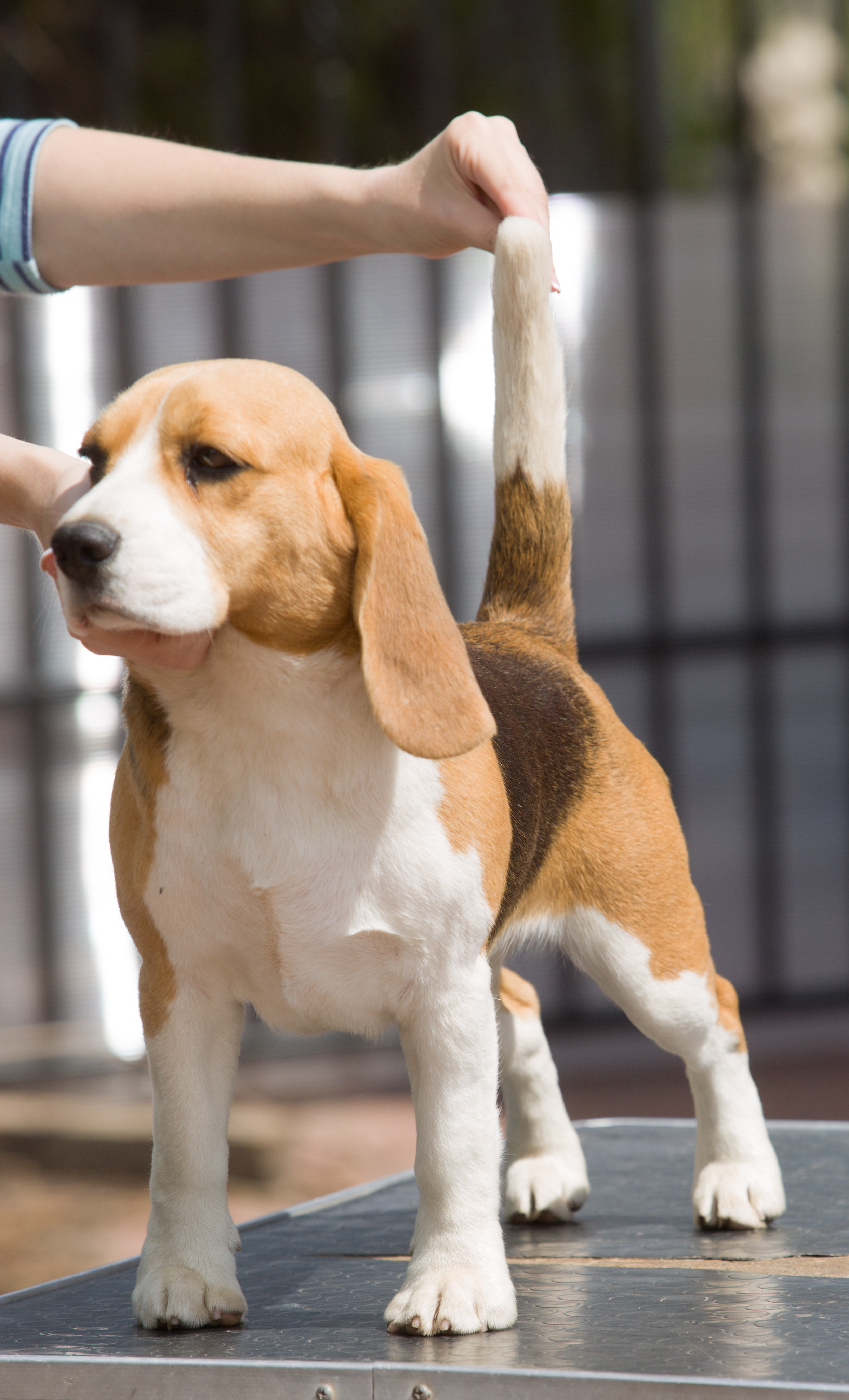 Wella. Питомник биглей Selesta’s Dreams