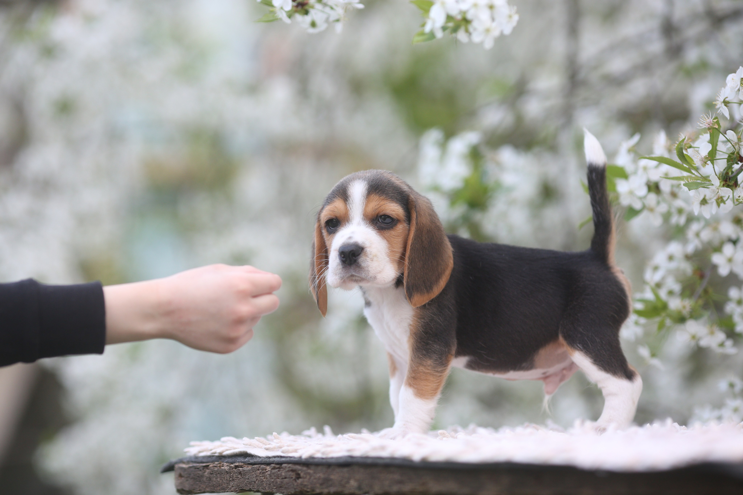 Litter T. Розплідник біглей в Україні