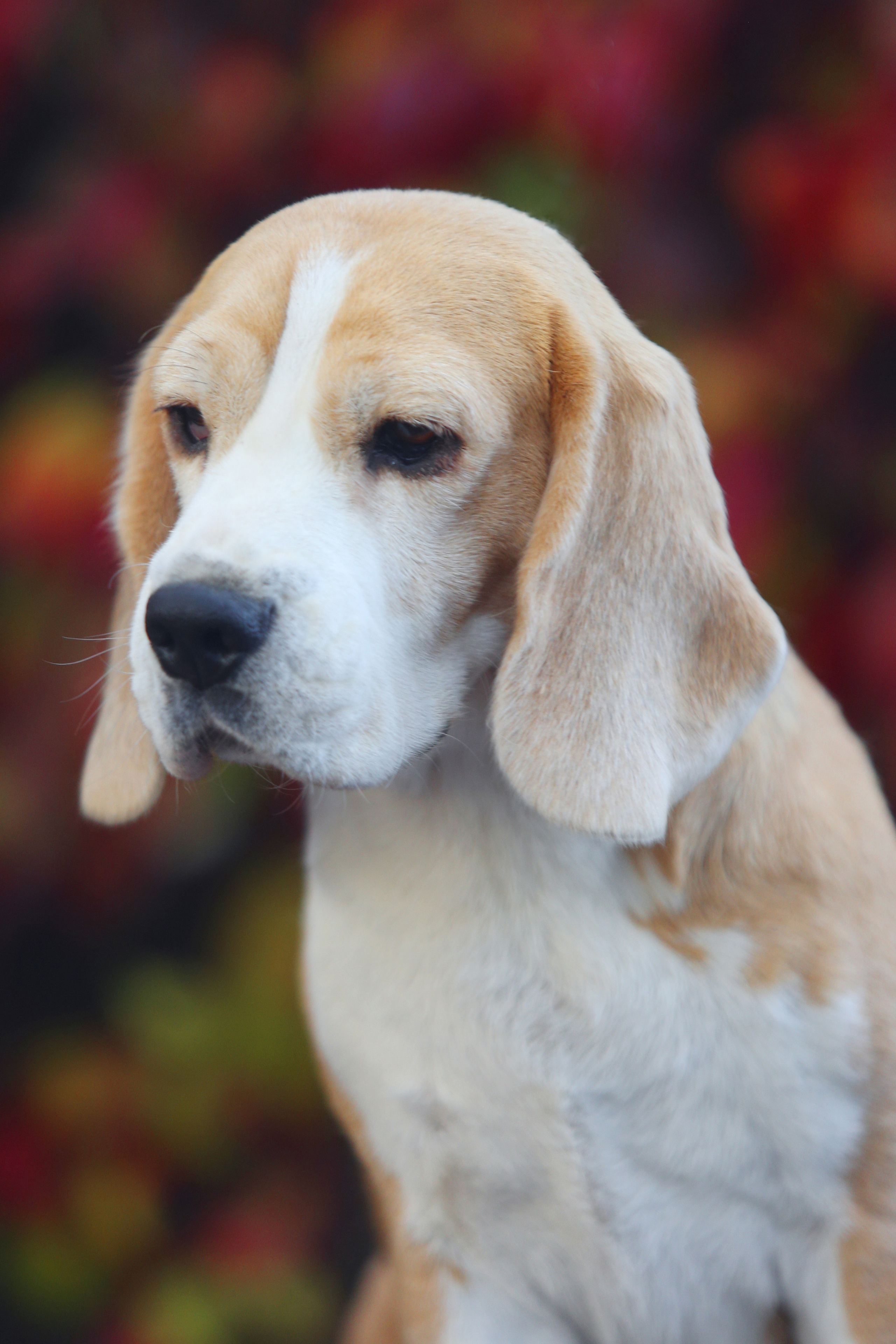 Леста. Розплідник біглей в Україні