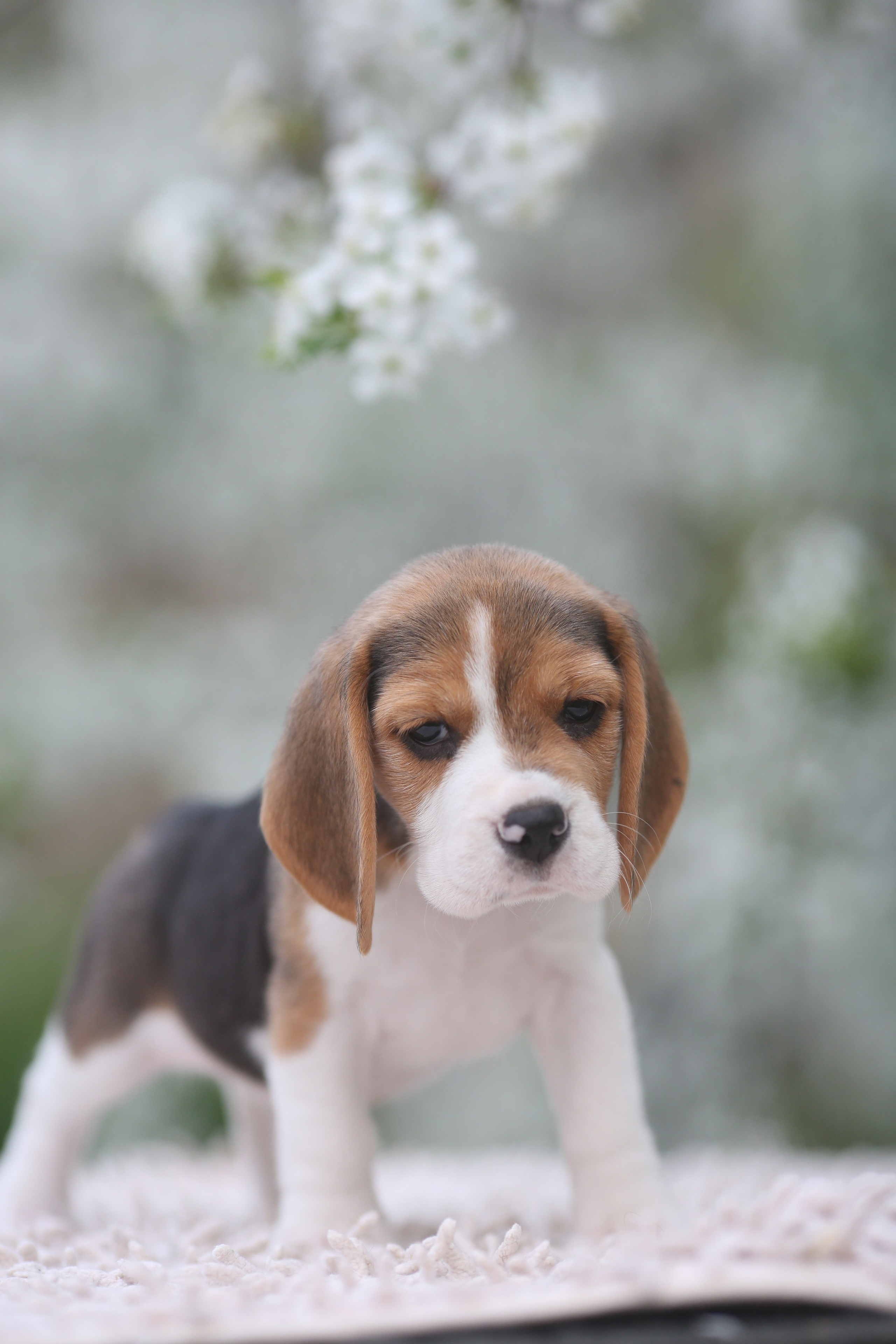 Litter T. Розплідник біглей в Україні