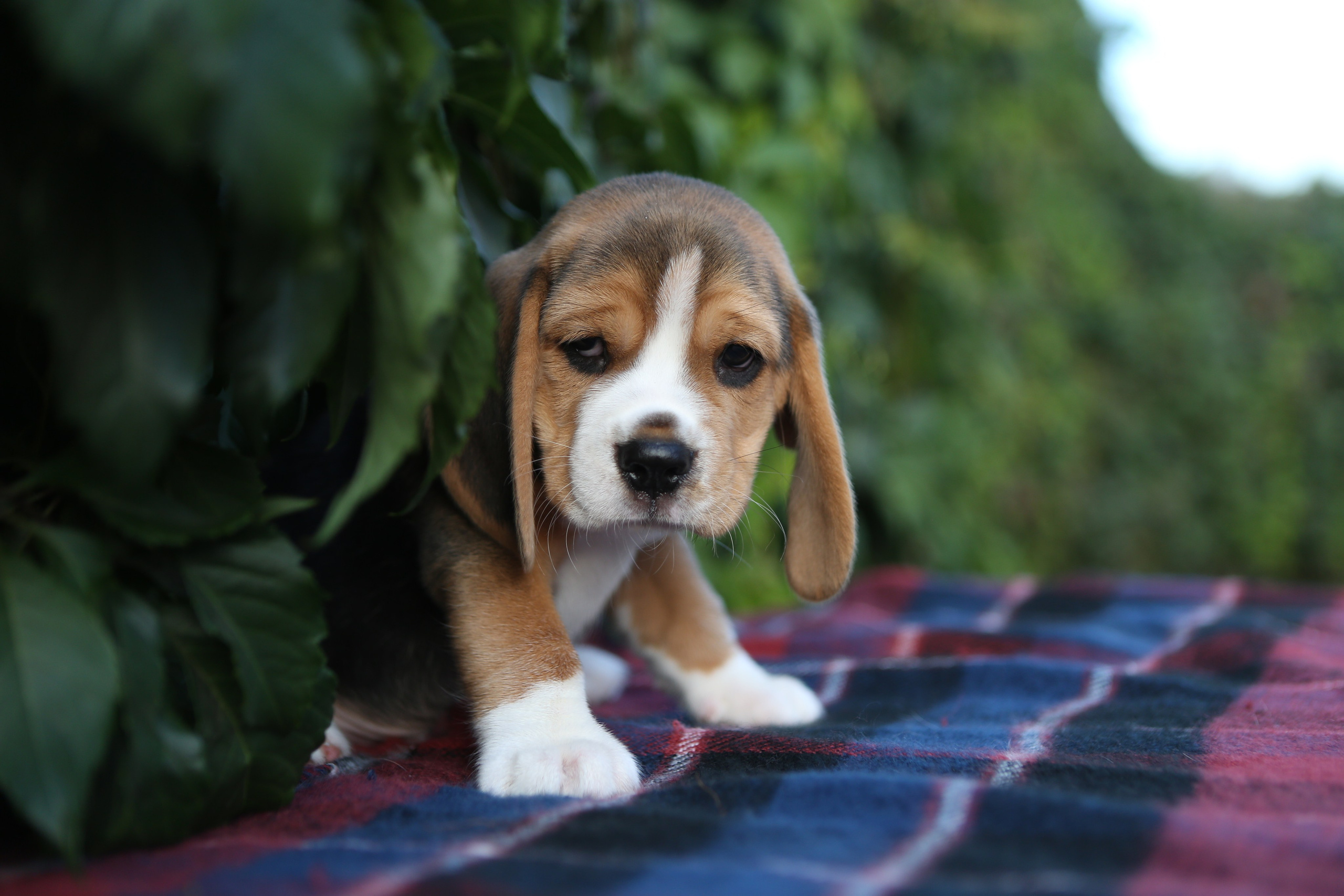 Жан. Розплідник біглей в Україні