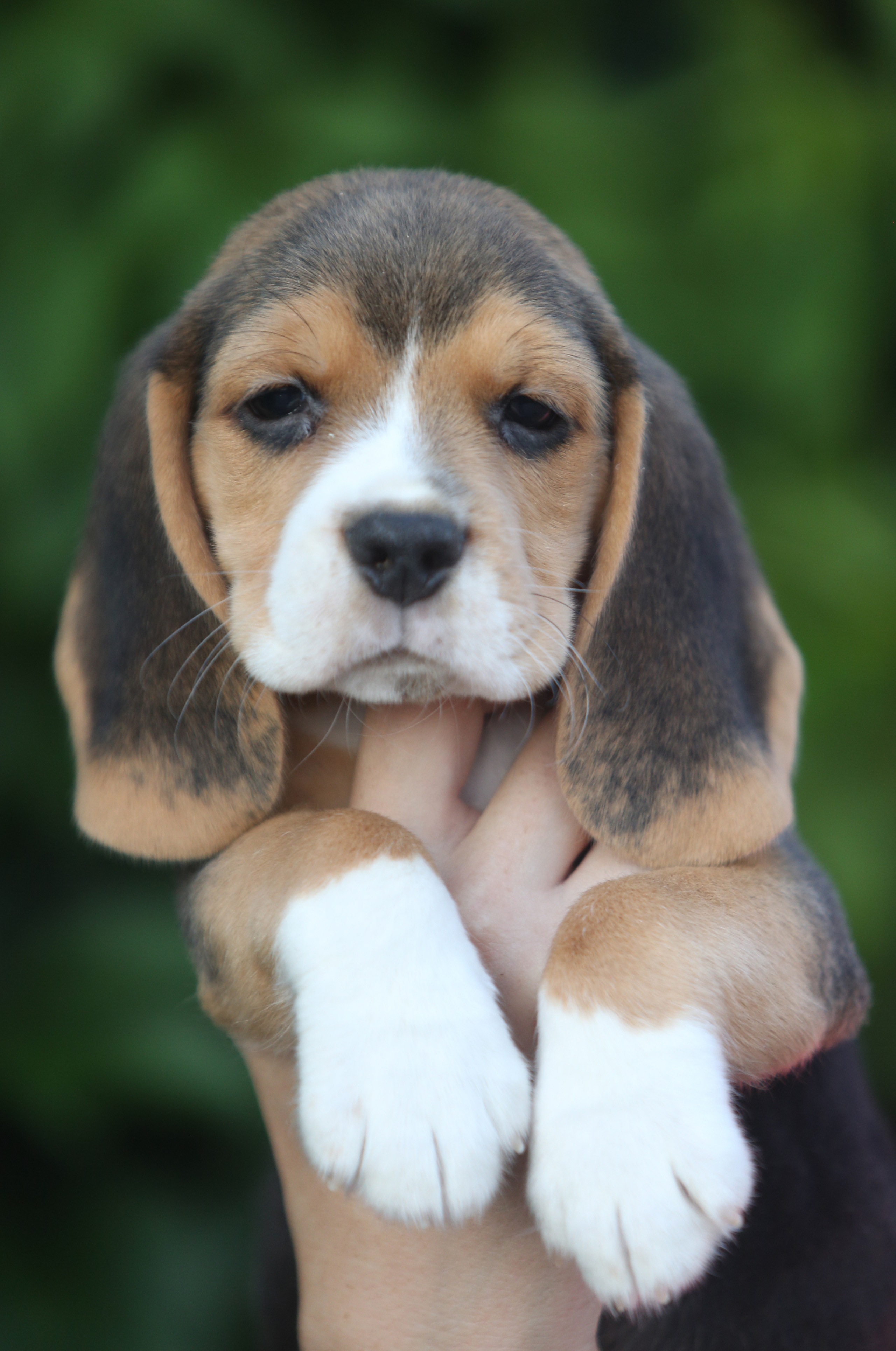 Латте и Принц. Питомник биглей Selesta’s Dreams