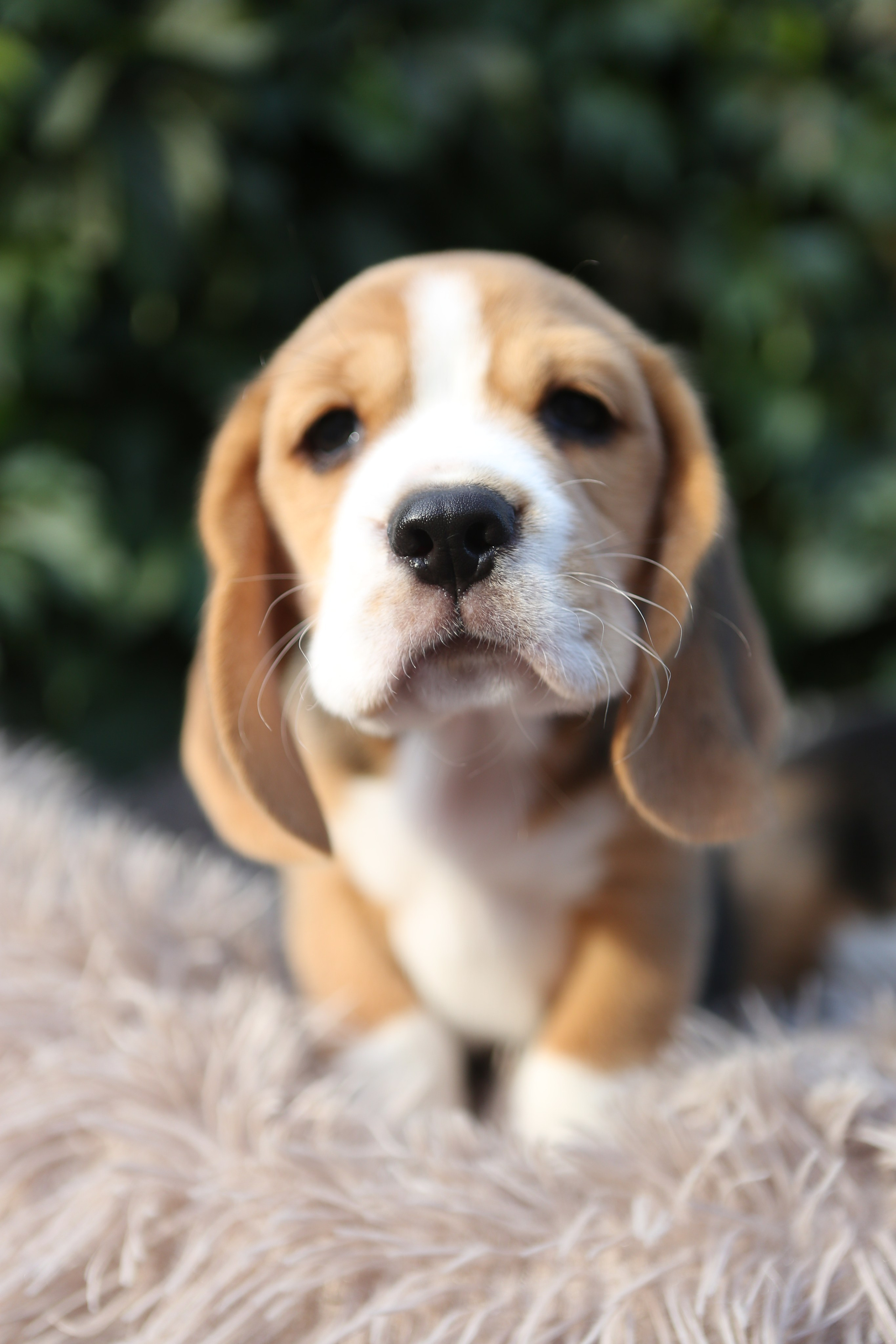 Кофе. Питомник биглей Selesta’s Dreams