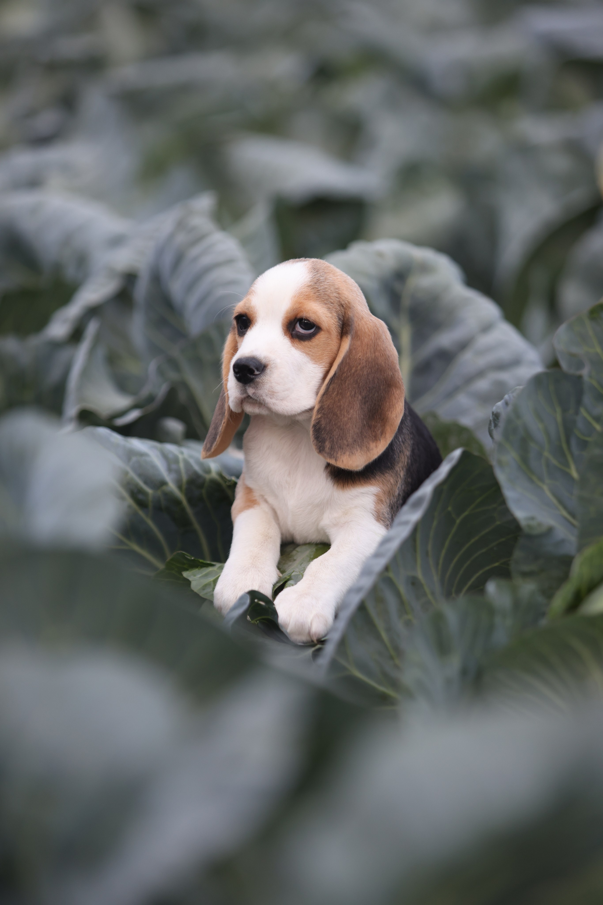 Приплод U. Розплідник біглей в Україні