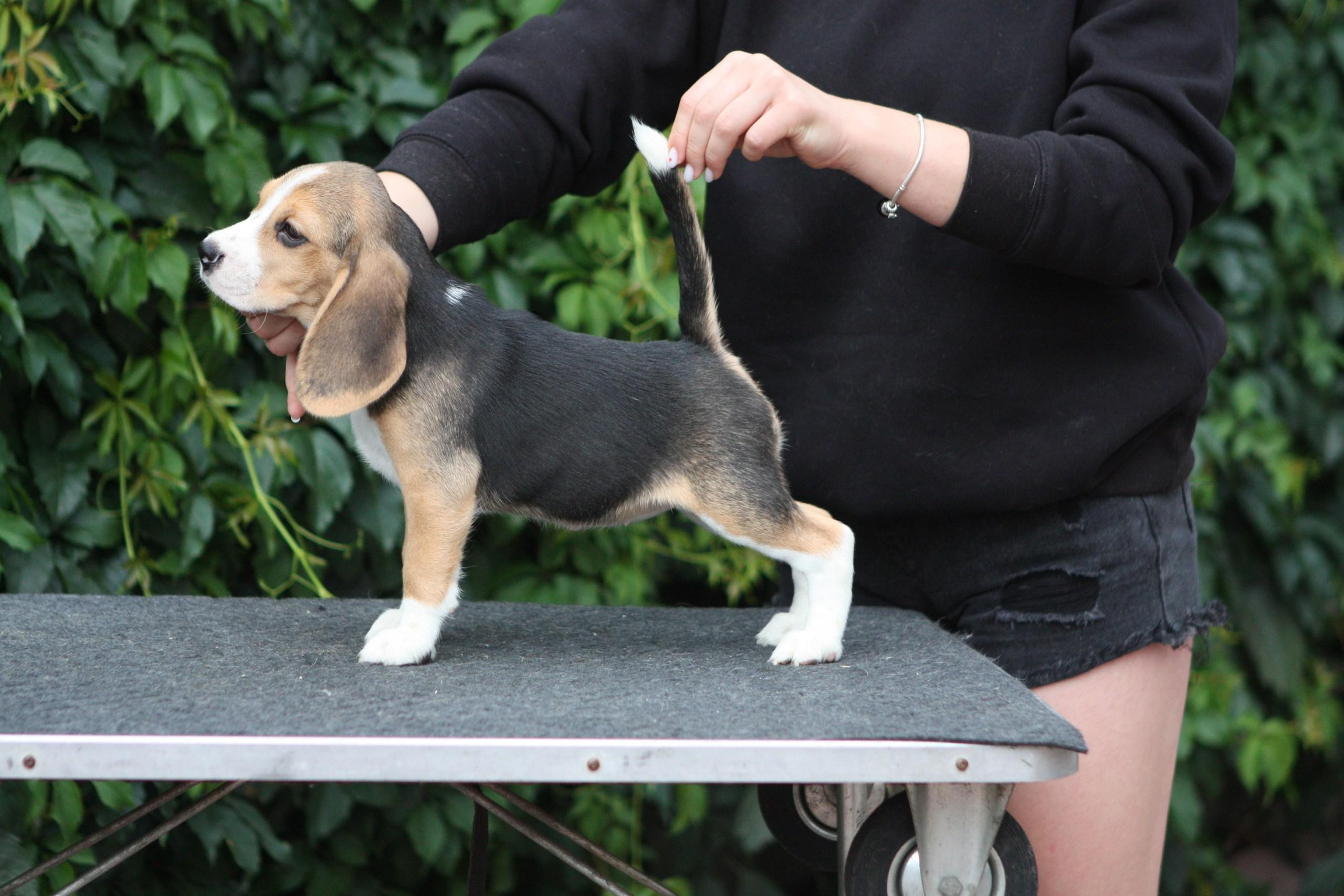 Леста и Єрик. Питомник биглей Selesta’s Dreams