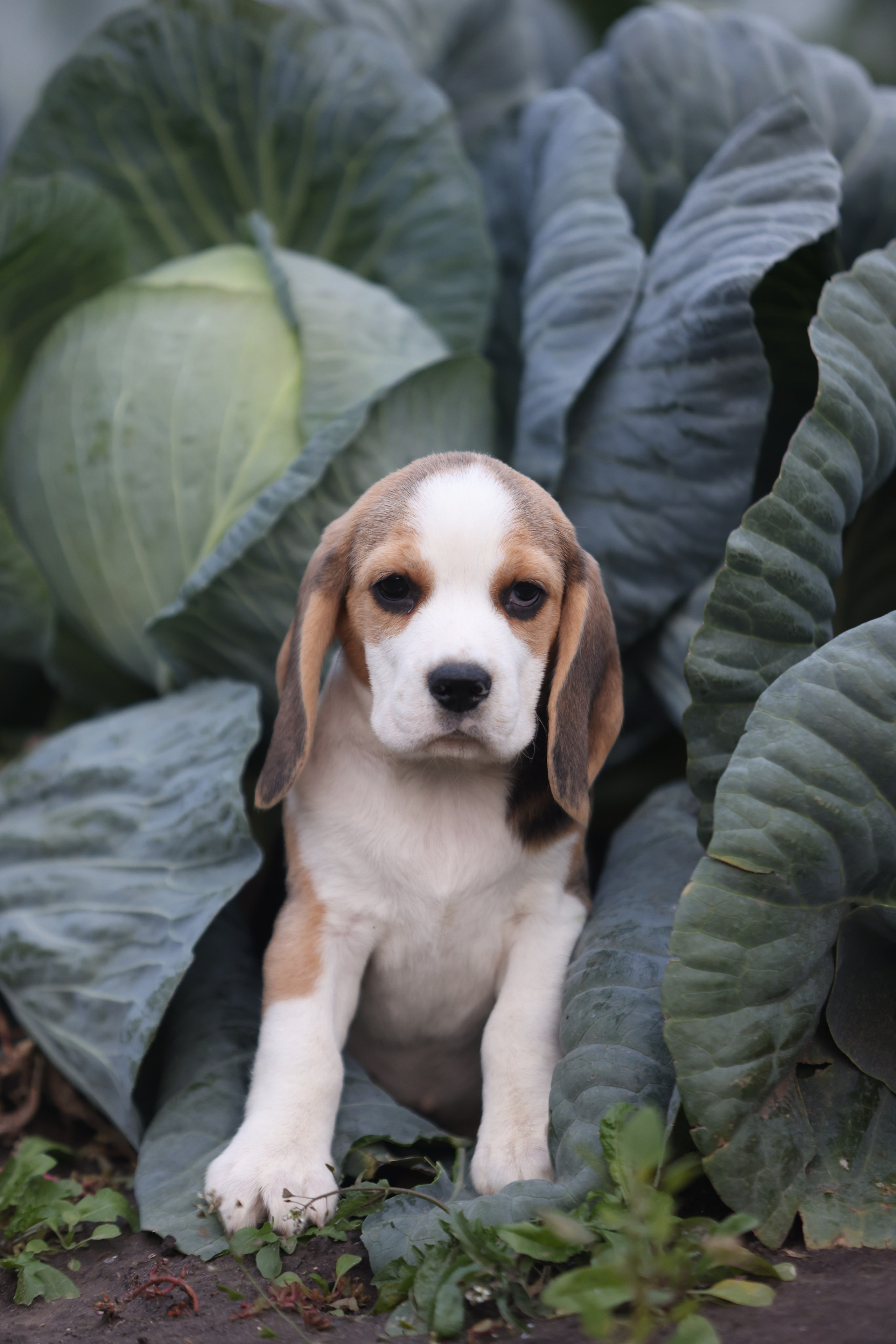 Приплод U. Розплідник біглей в Україні