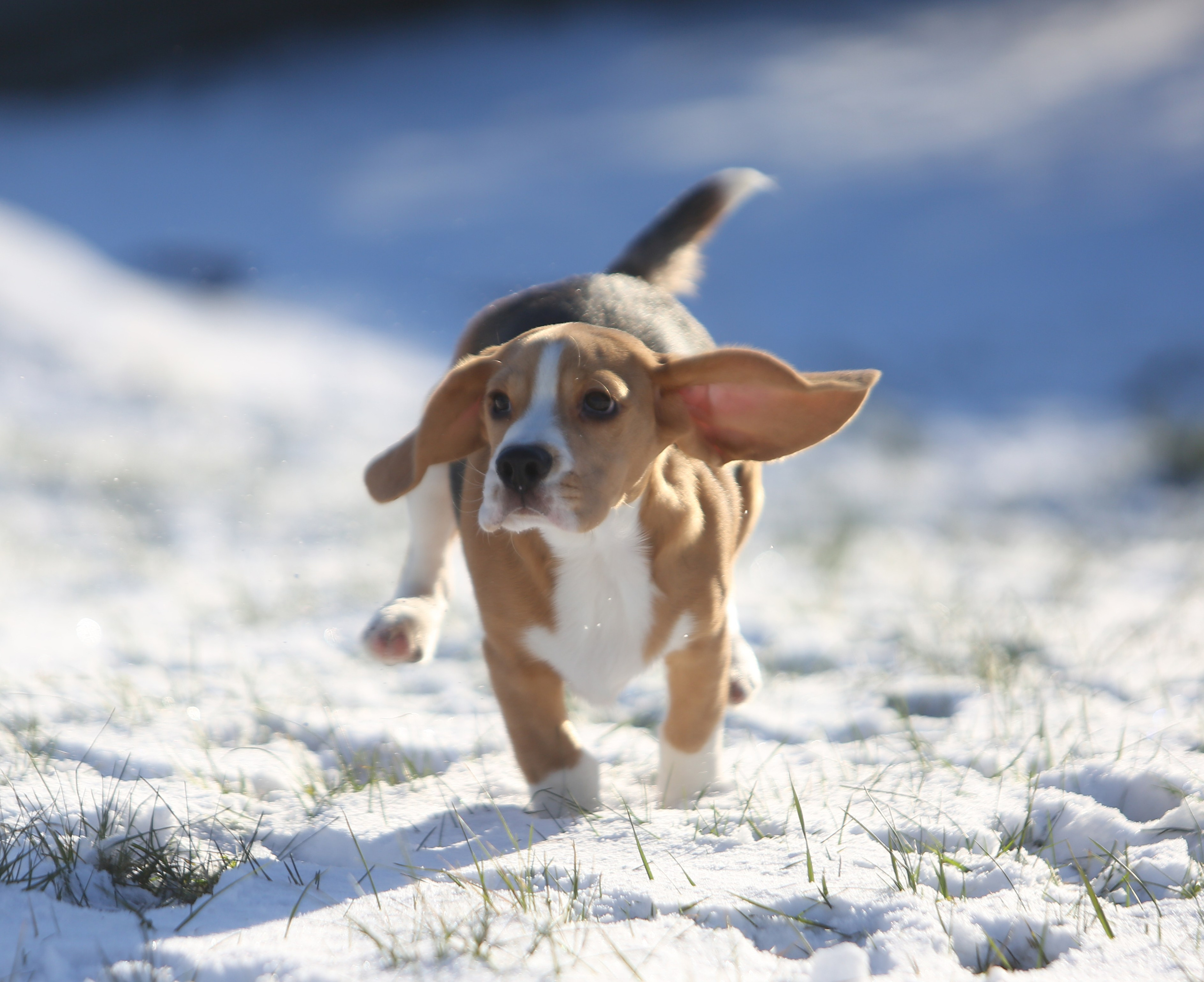 Кофе. Питомник биглей Selesta’s Dreams