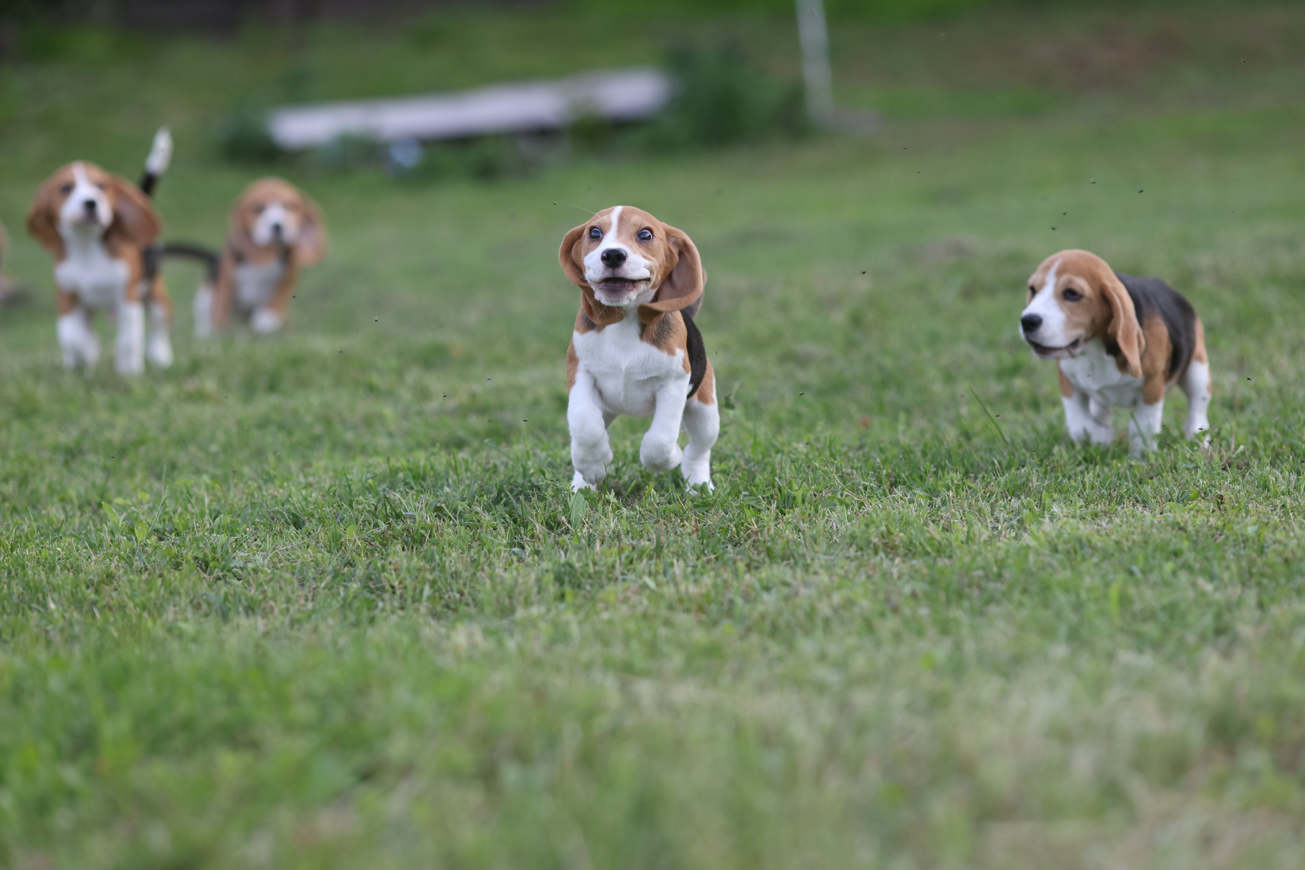 Litter T. Розплідник біглей в Україні