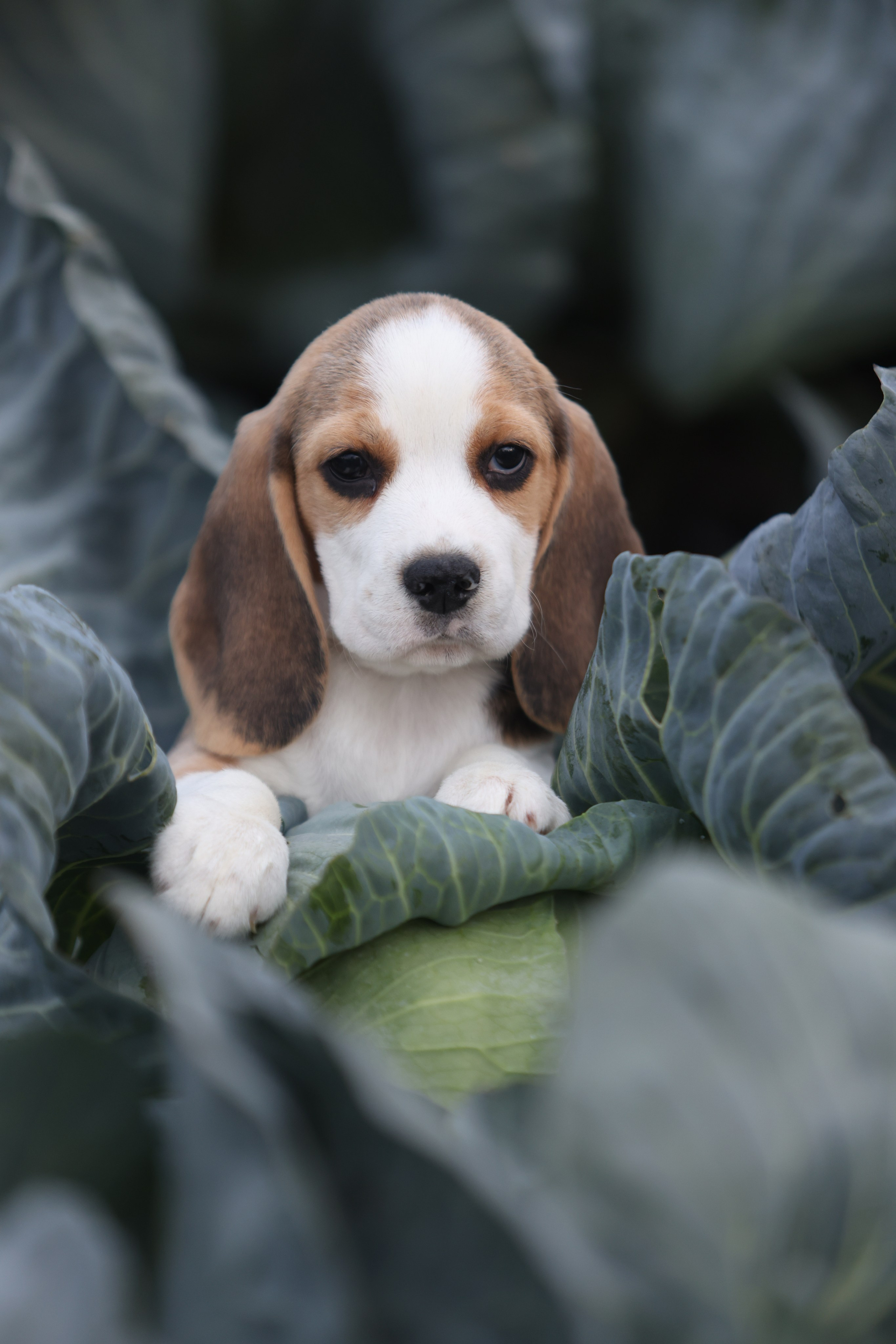 Приплод U. Розплідник біглей в Україні