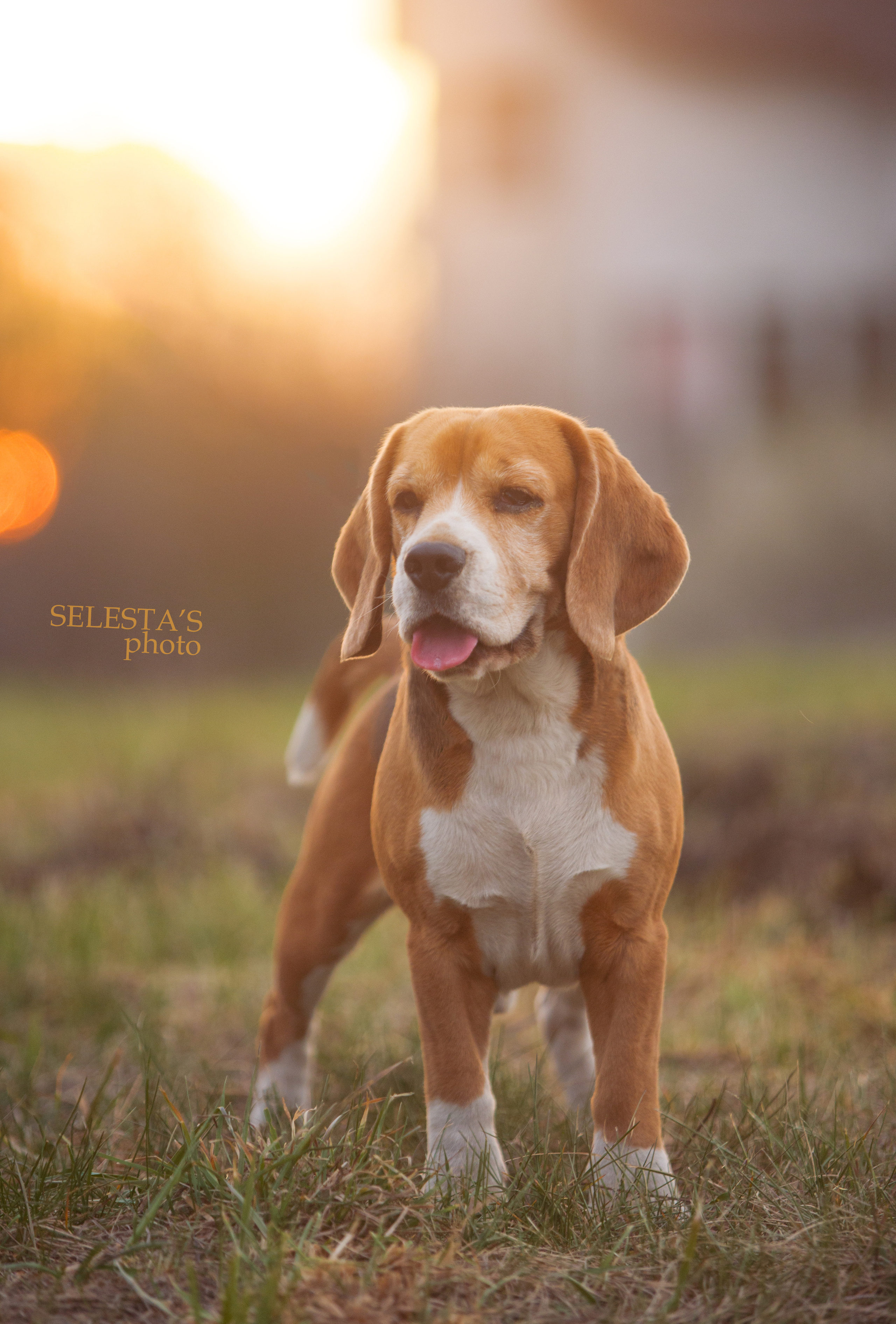 Prince. Питомник биглей Selesta’s Dreams