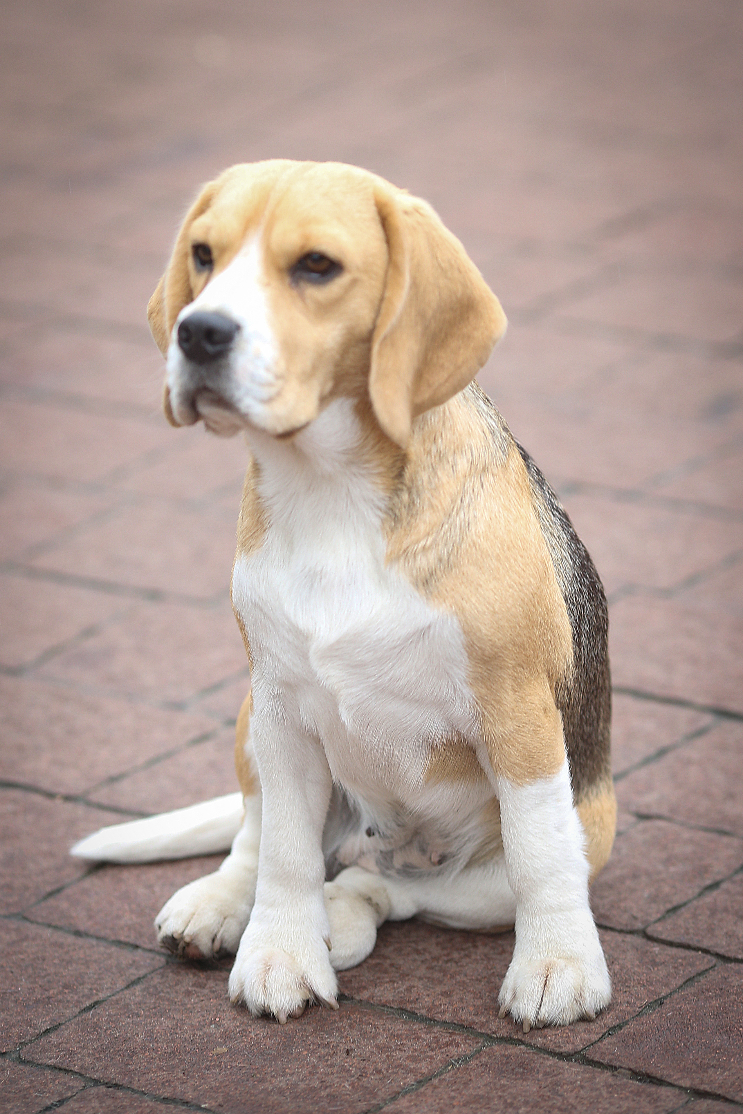 Biscuit. Питомник биглей Selesta’s Dreams