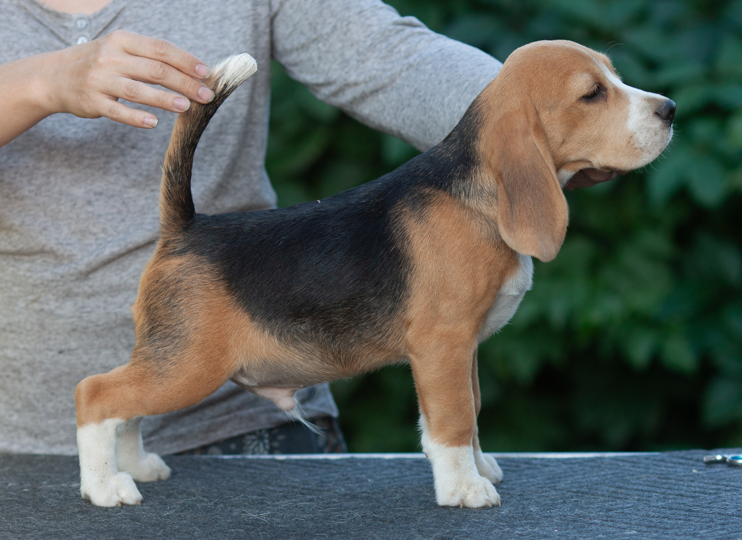 Латте и Принц. Питомник биглей Selesta’s Dreams