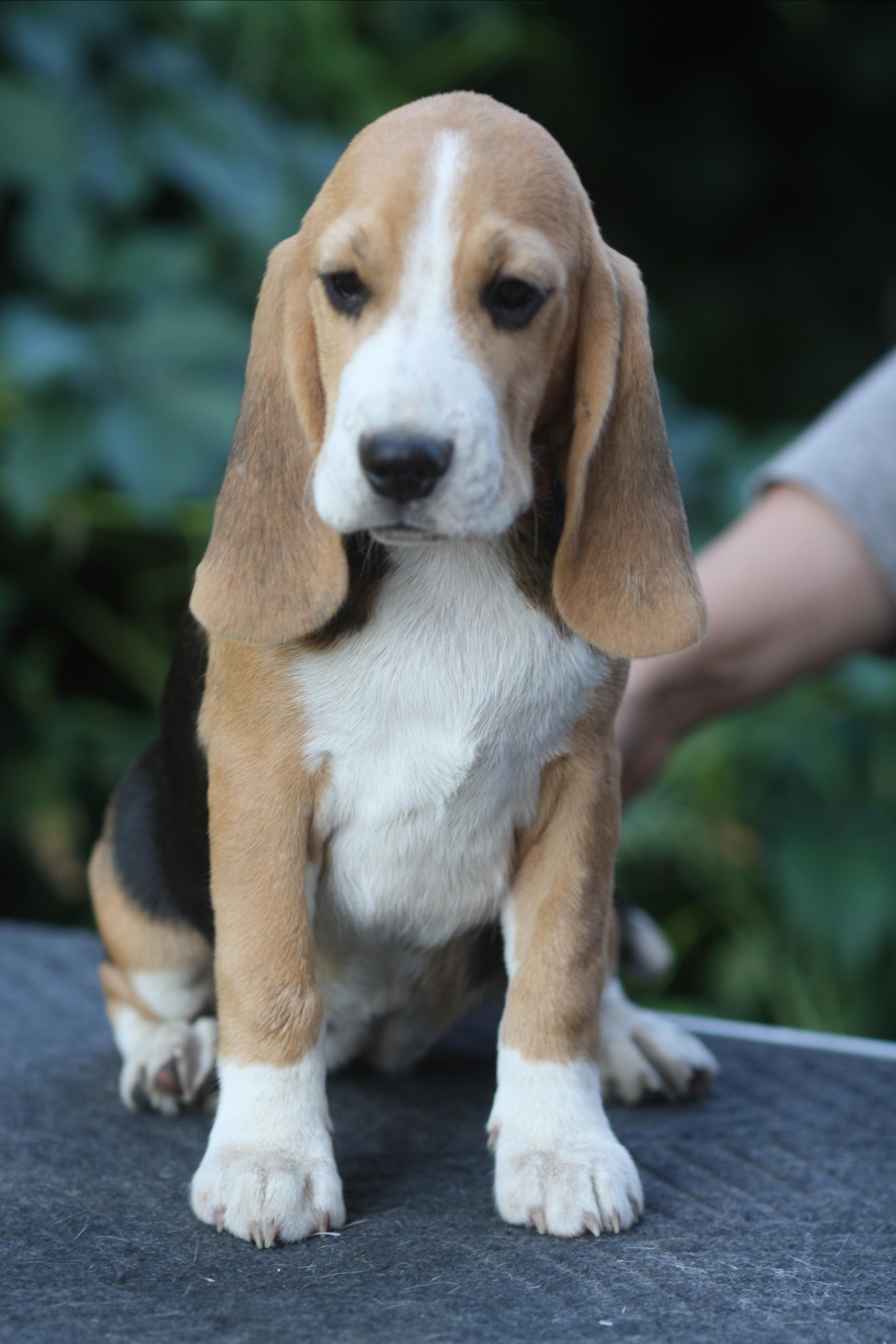 Леста и Єрик. Питомник биглей Selesta’s Dreams