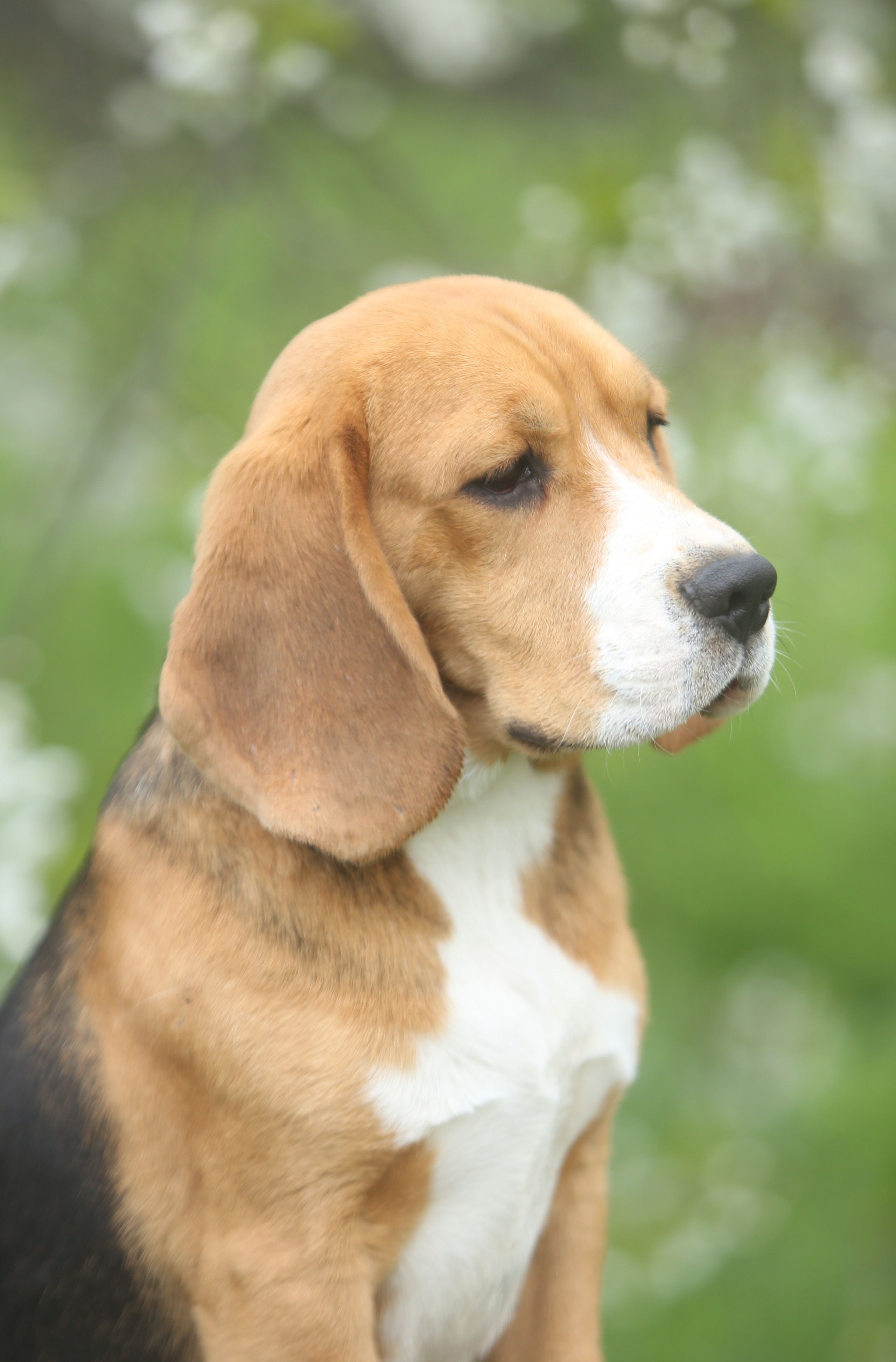 SD Ideal. Розплідник біглей в Україні