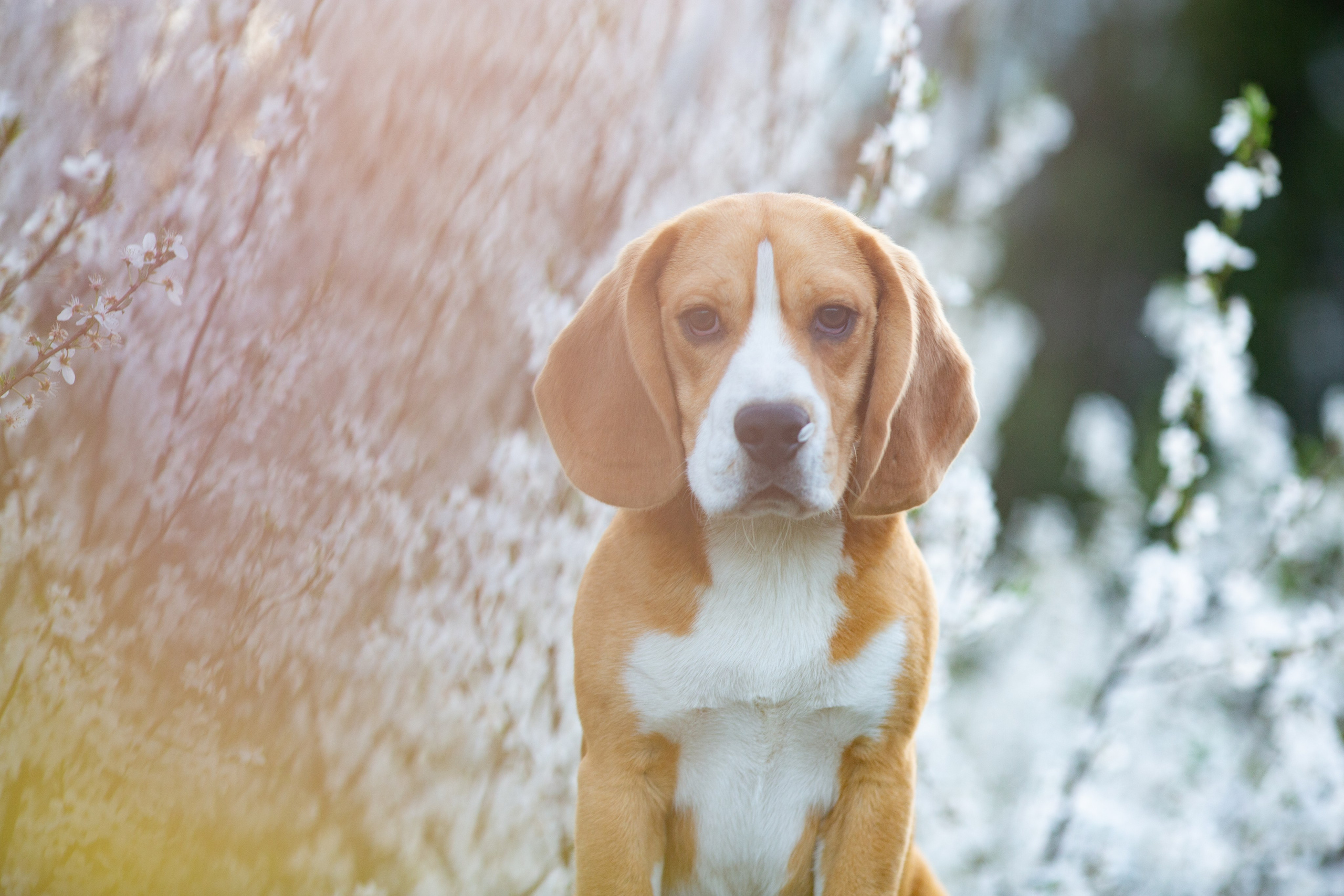 Кофе. Питомник биглей Selesta’s Dreams