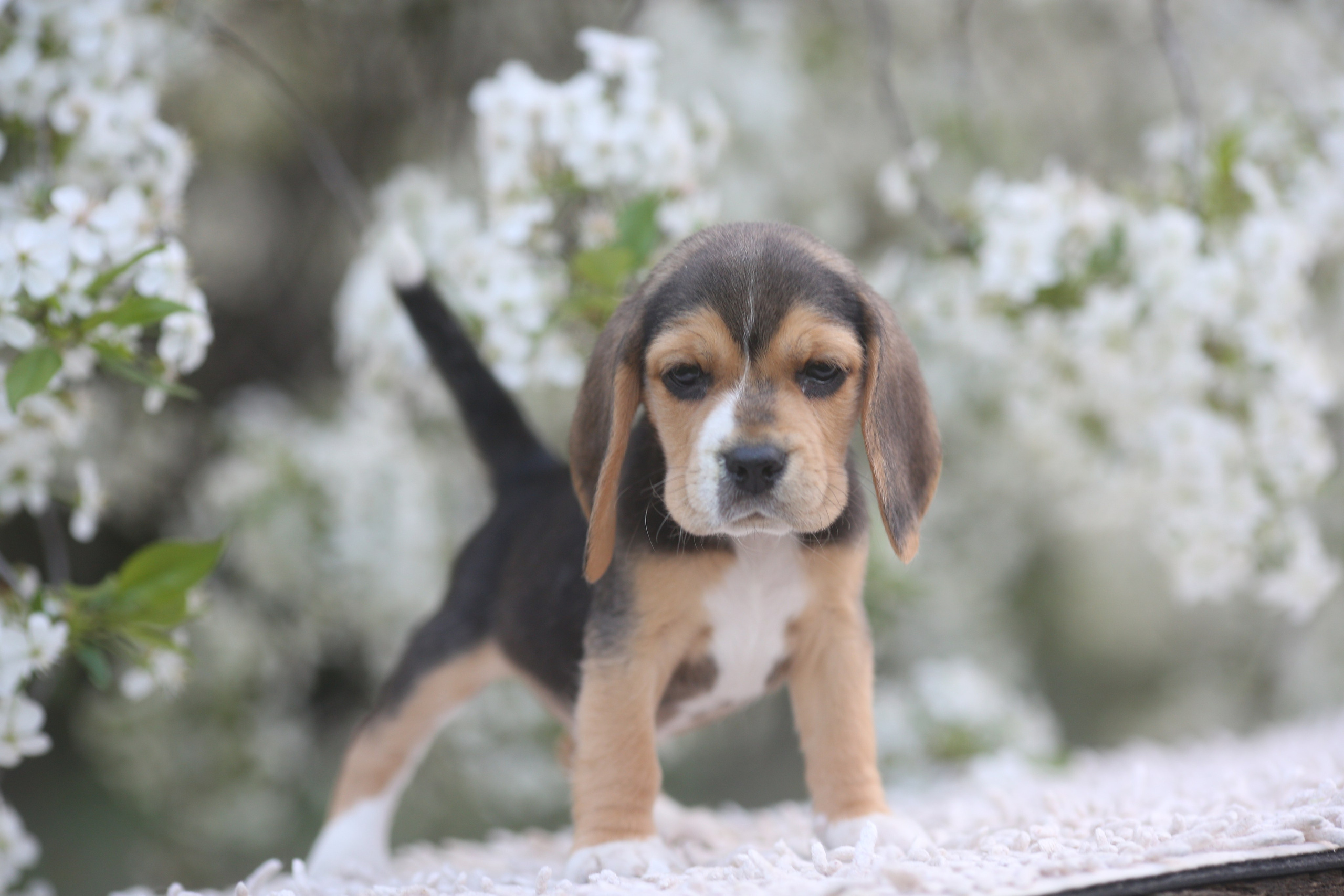 Litter T. Розплідник біглей в Україні