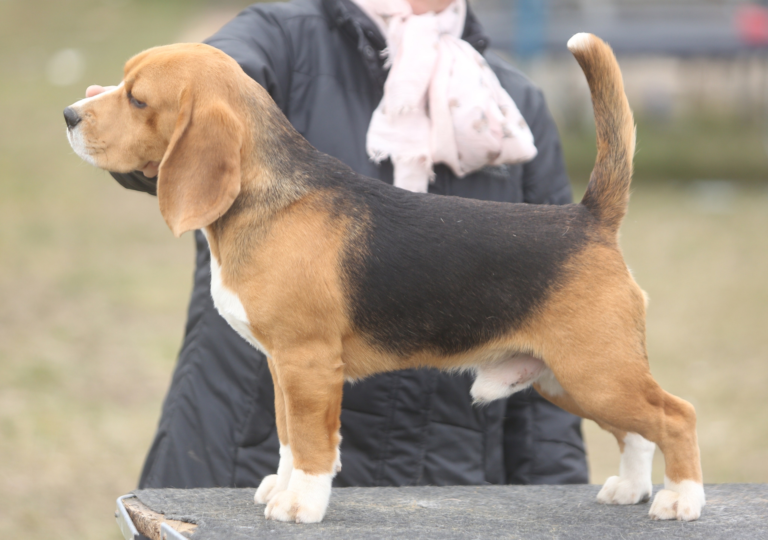 SD Ideal. Розплідник біглей в Україні