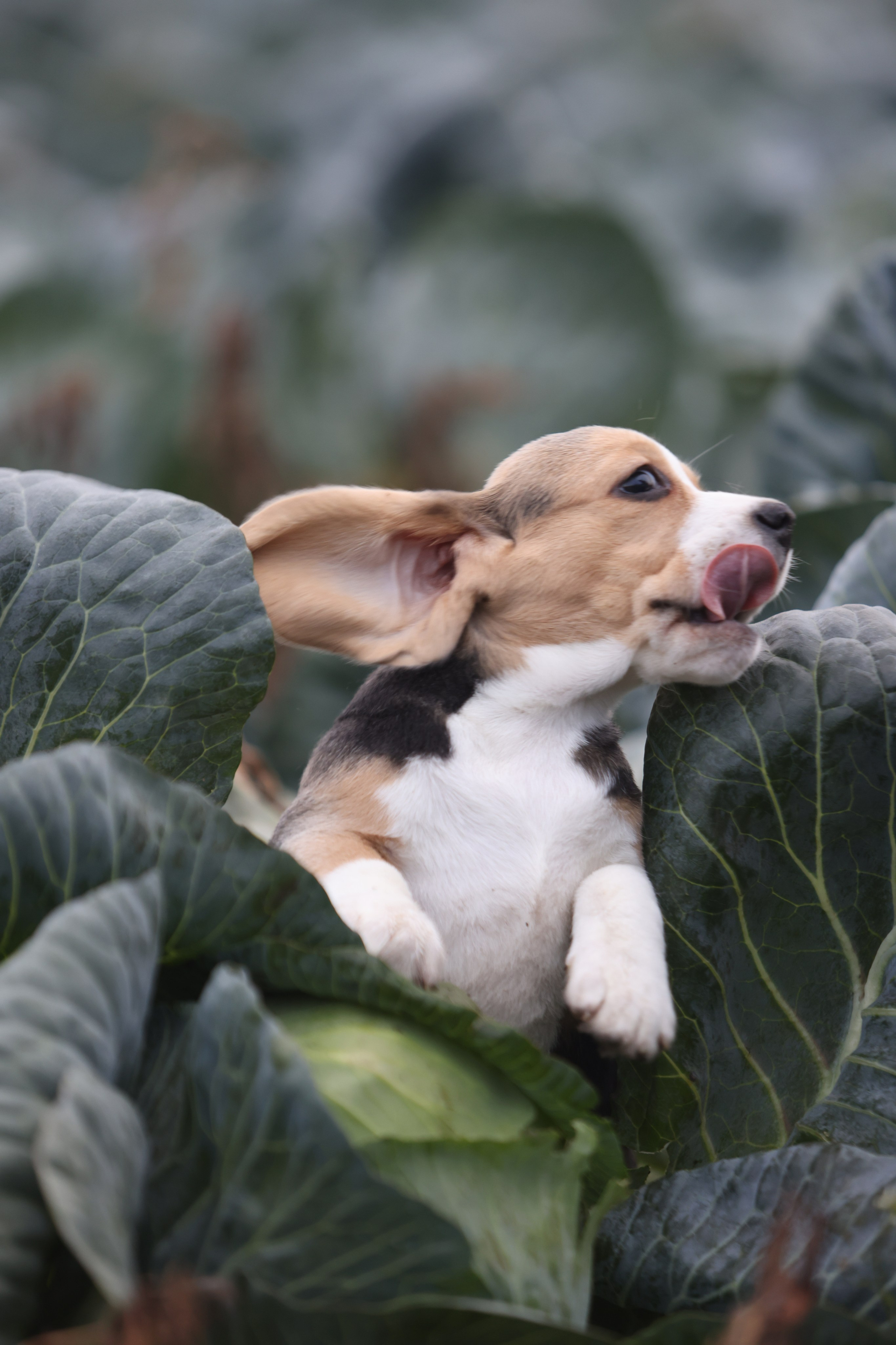 Приплод U. Розплідник біглей в Україні
