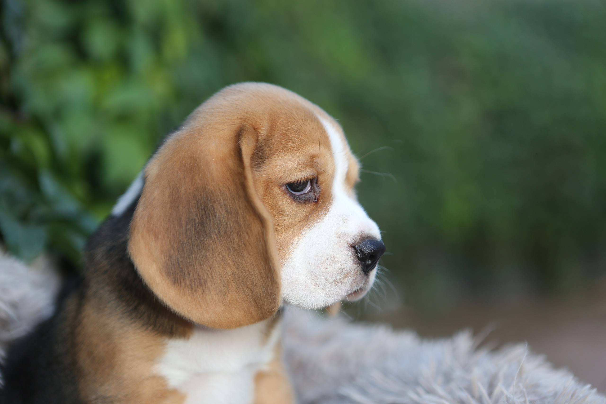 Кофе. Питомник биглей Selesta’s Dreams