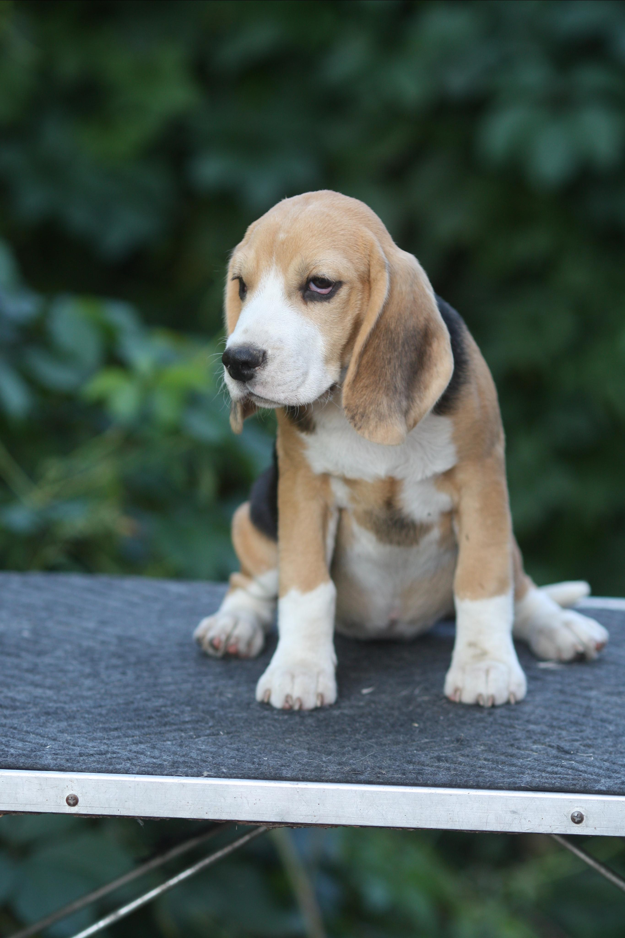 Леста и Єрик. Питомник биглей Selesta’s Dreams