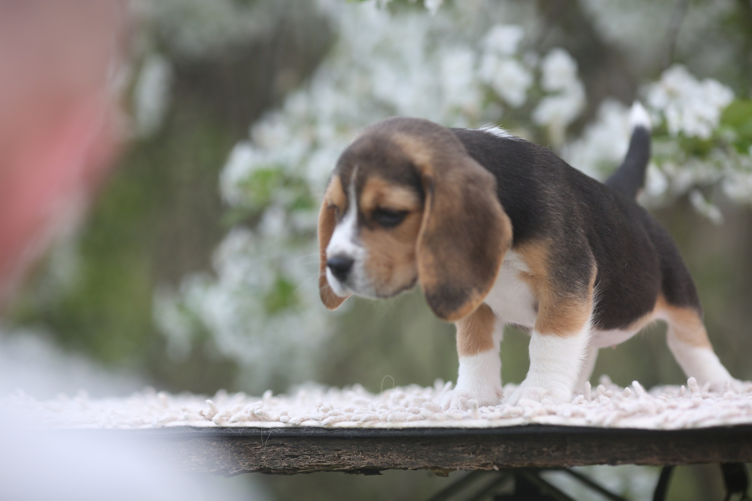 Litter T. Розплідник біглей в Україні